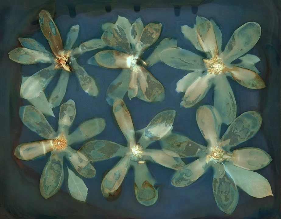 Magnolia Mystery