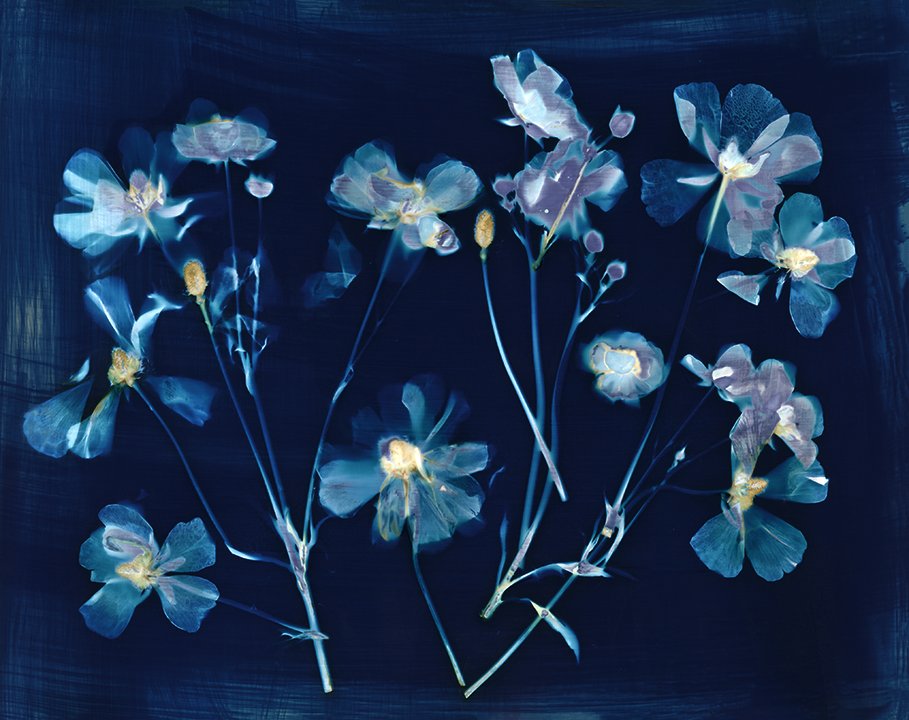 Ranunculus