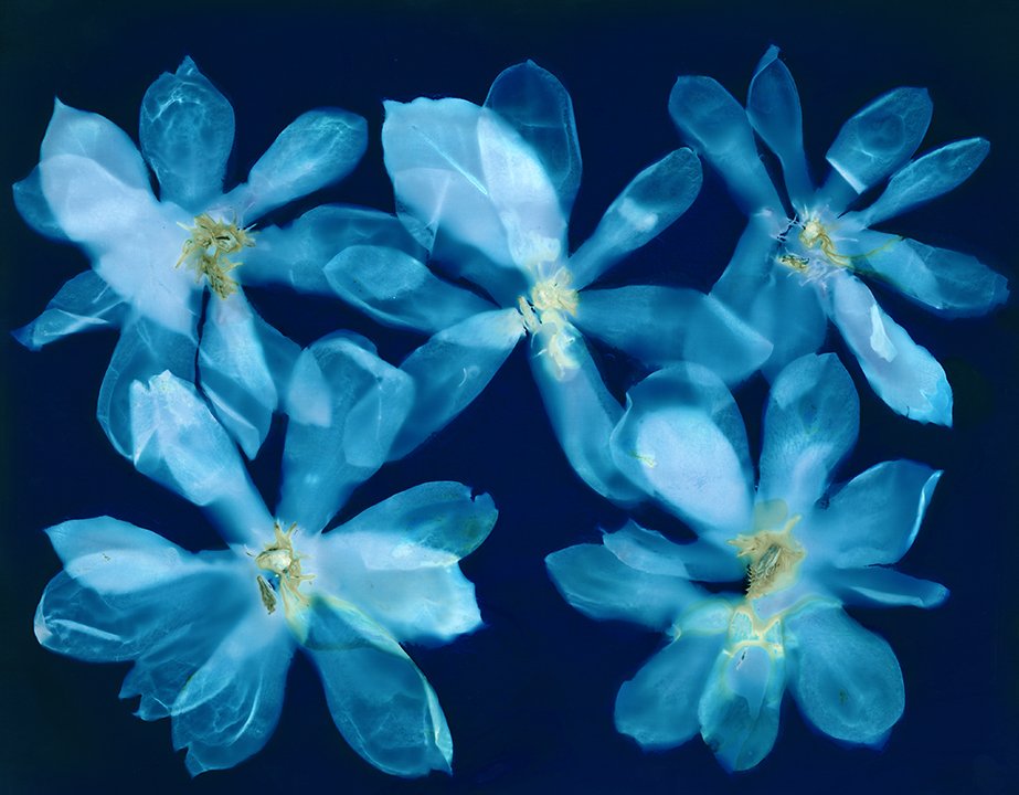 Magnolia Blossoms