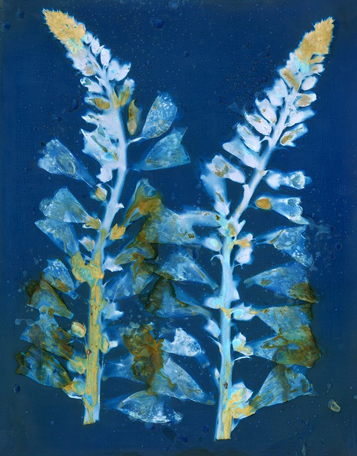 Foxglove