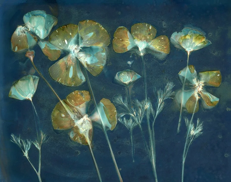 Poppies