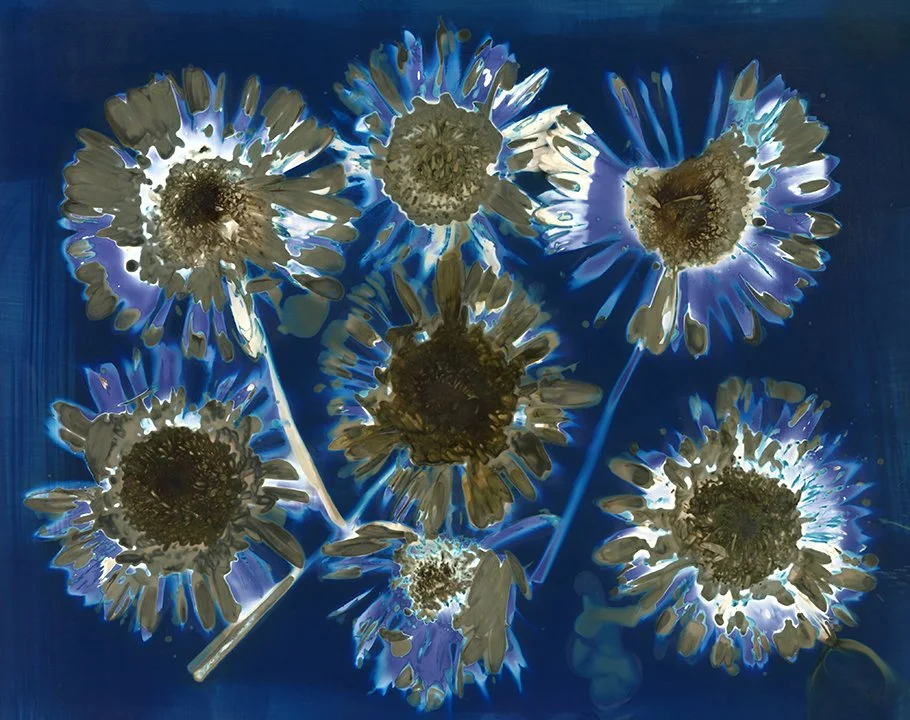Gerber Daisies2
