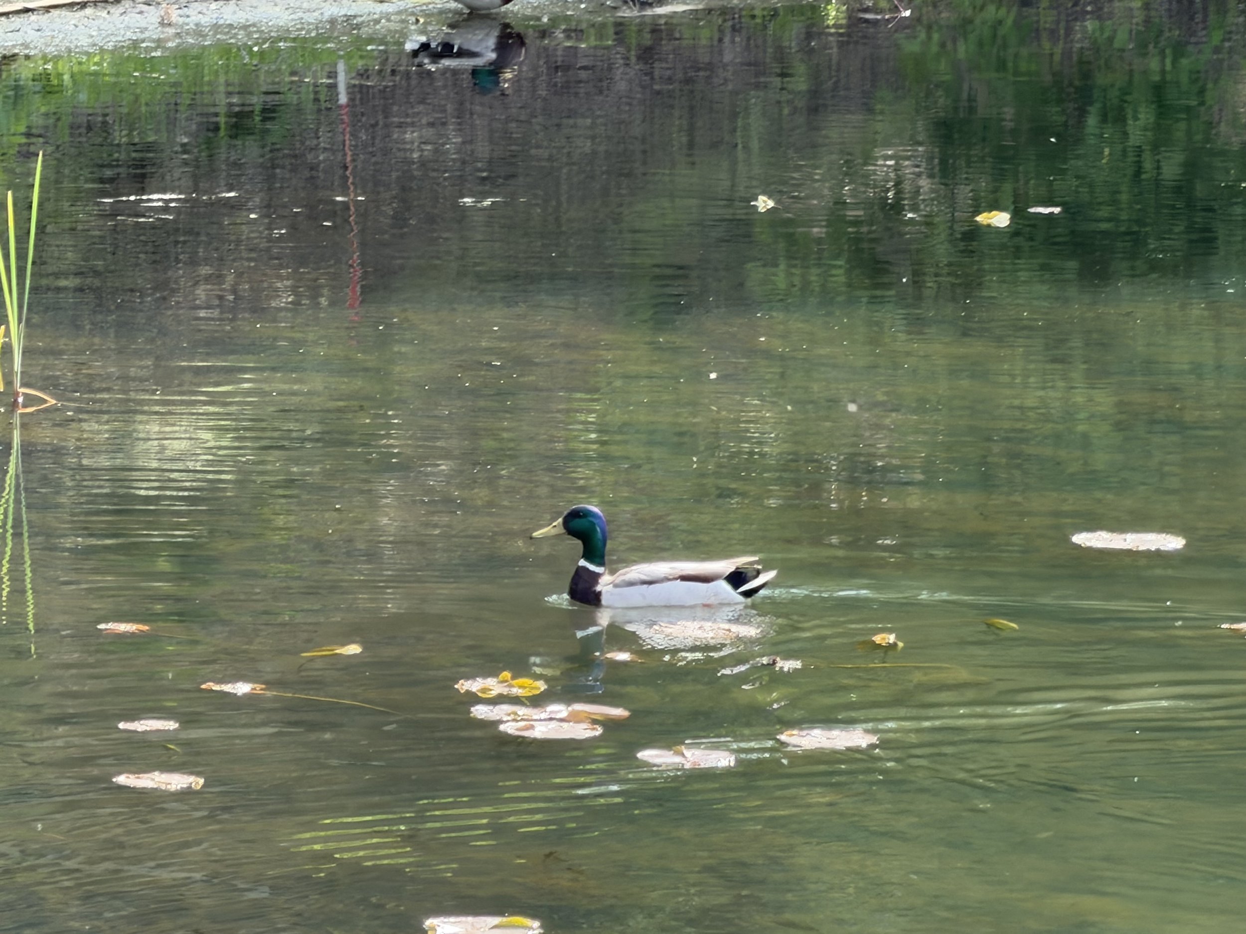Letters to Myself: Entry Fifty-Four