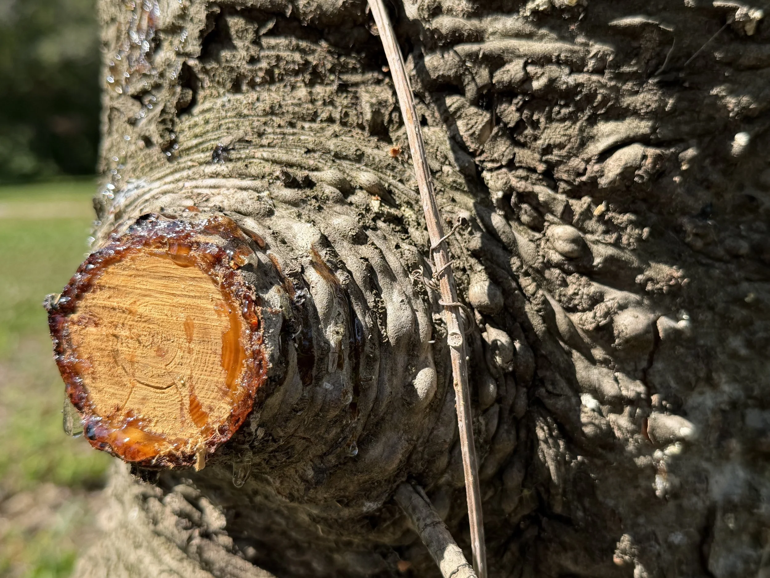 A pine tree showing sap from one of its branches
