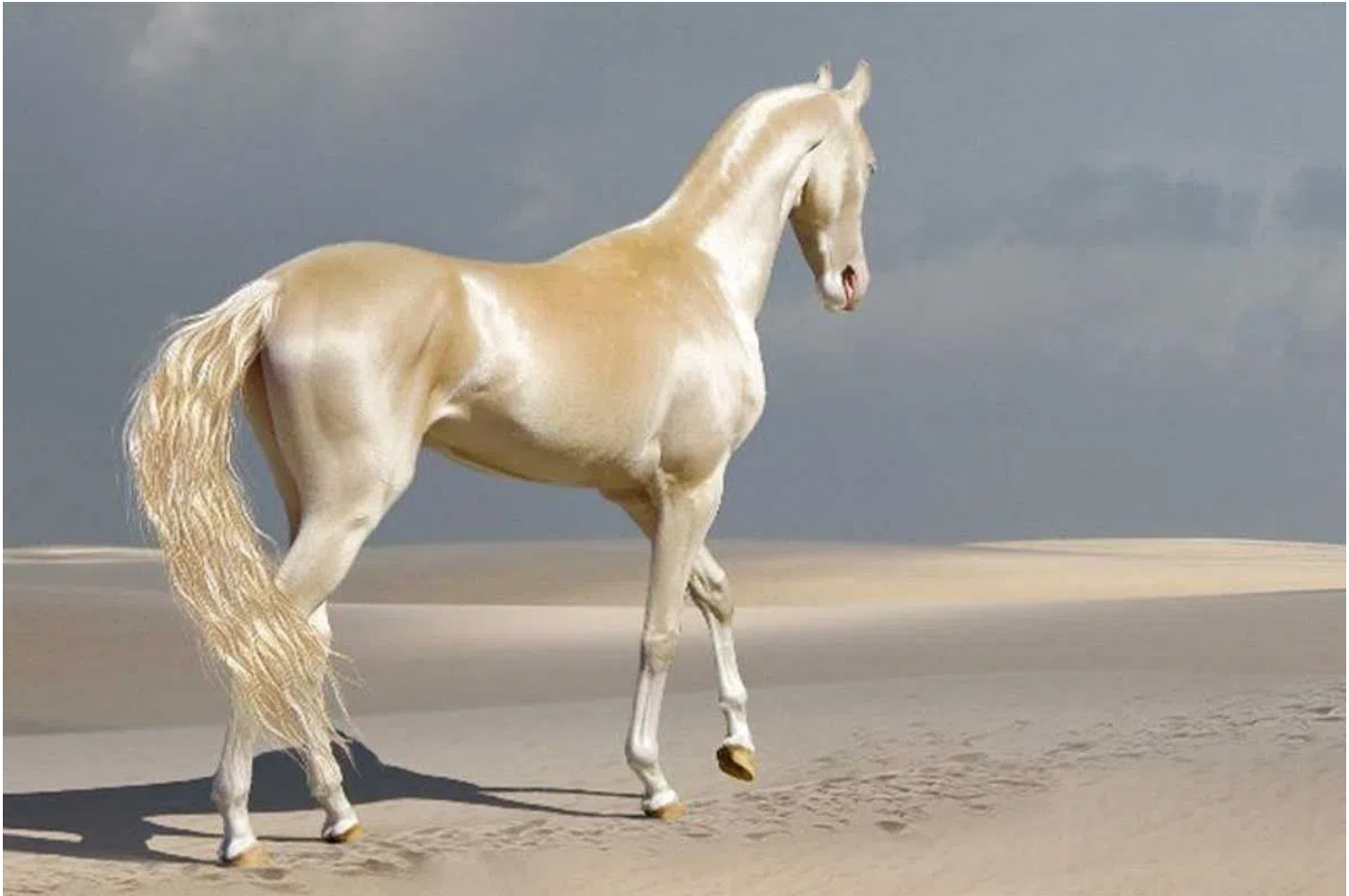 History Akhal Teke