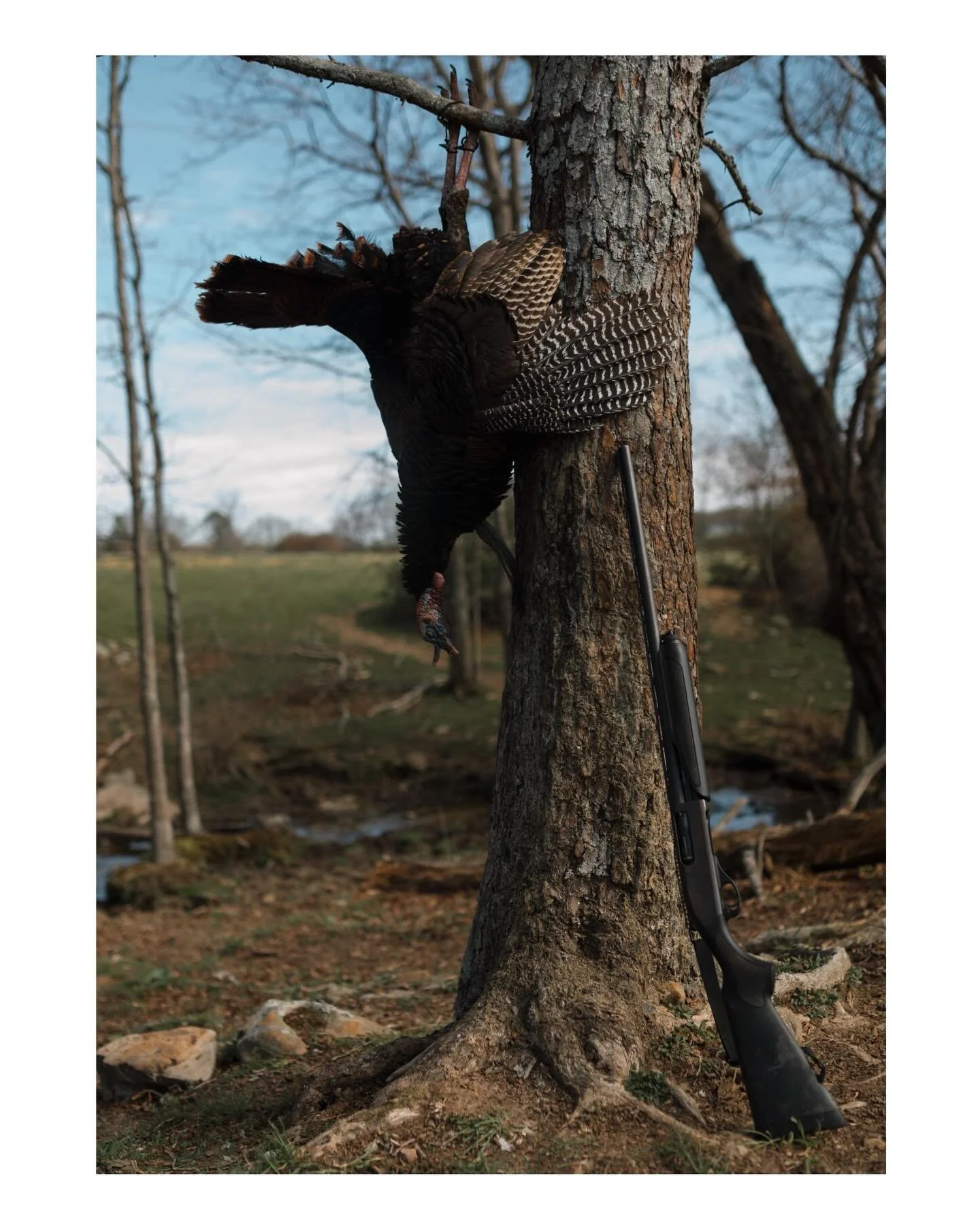 March bird | 3.29.26