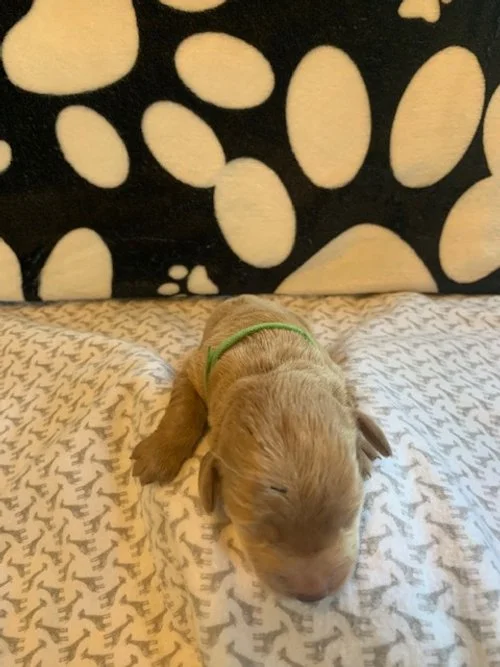 AVAILABLE LABRADOODLES — SAN DIEGO DOODLES