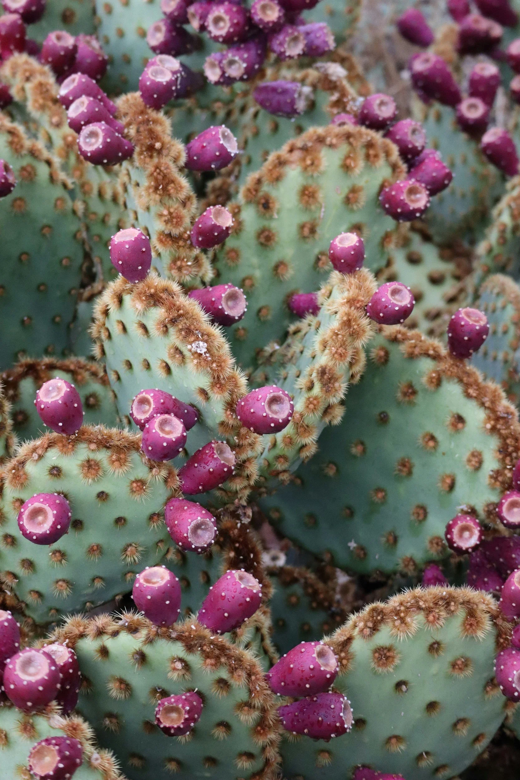 Close-up of prickly pear cactus pads with purple fruit and brown spines, some with water droplets.