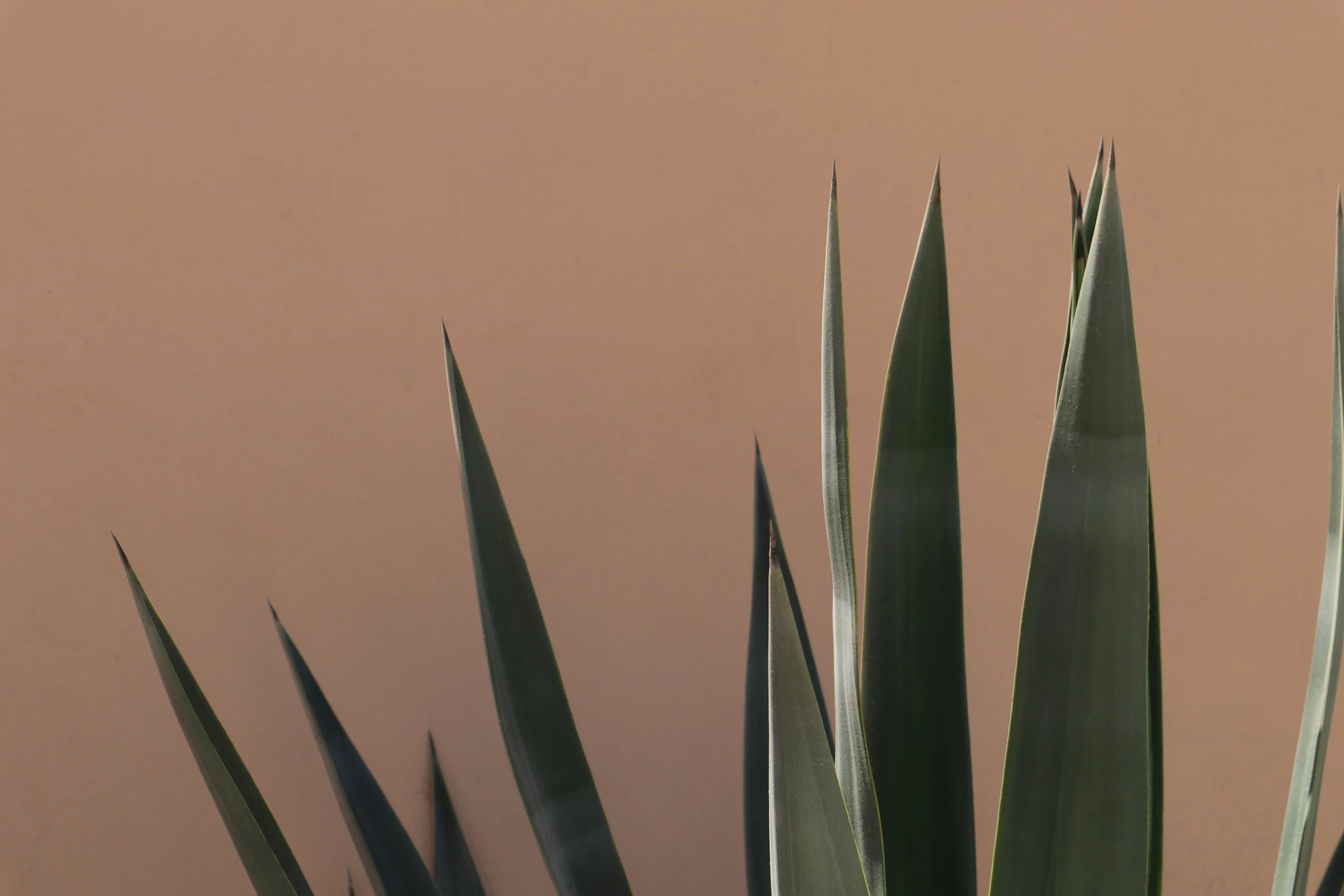 Close-up of green aloe vera plant leaves with pointed tips against a light brown background.