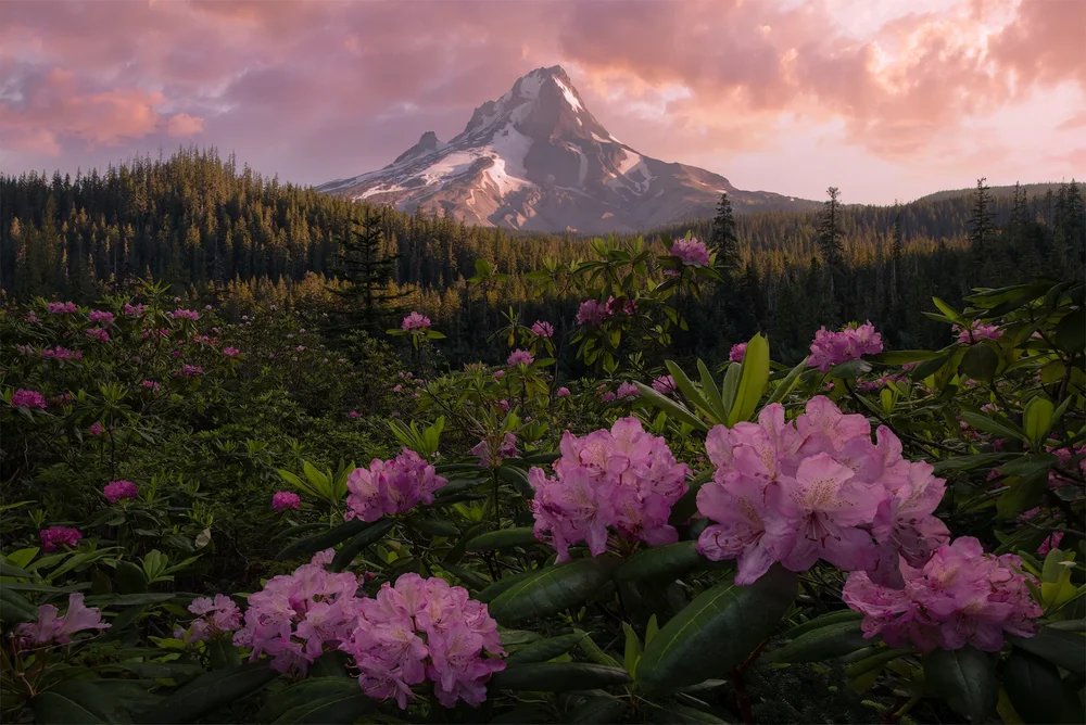 Rhododendron blossoms at dawn in the Oregon forest