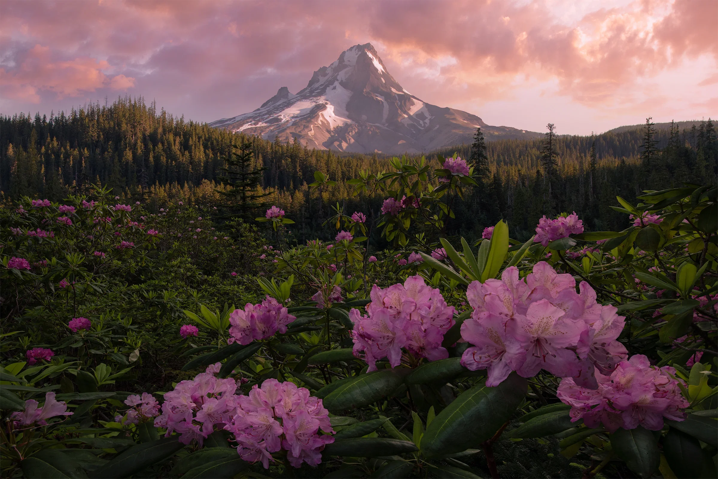 Dawn light over an Oregon forest ridgeline