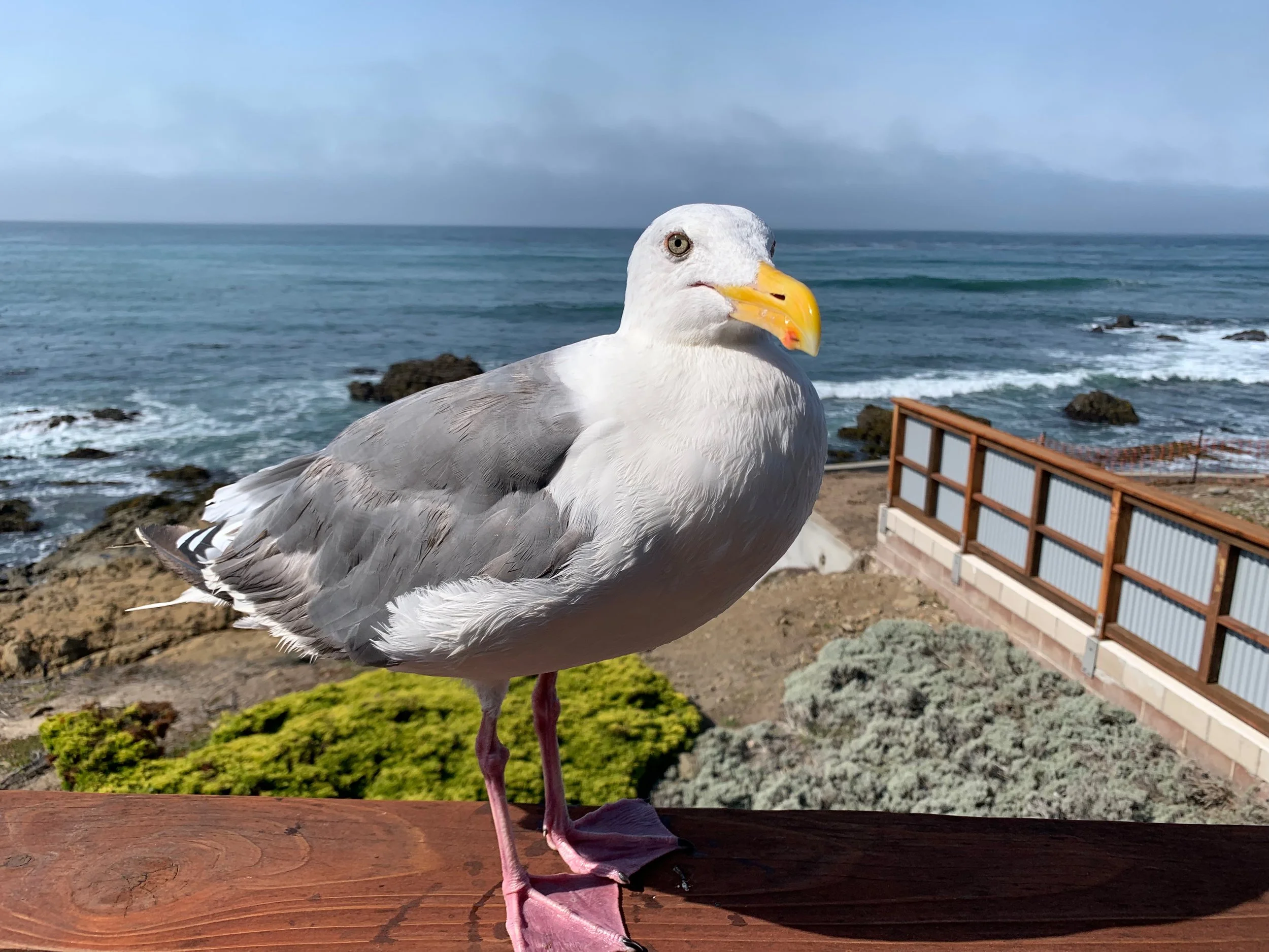 You'll see Brown Pelicans, Western Gulls, Cassin's Auklets, Common Murres, Western Snowy Plovers, Hawks and other seabirds aplenty.