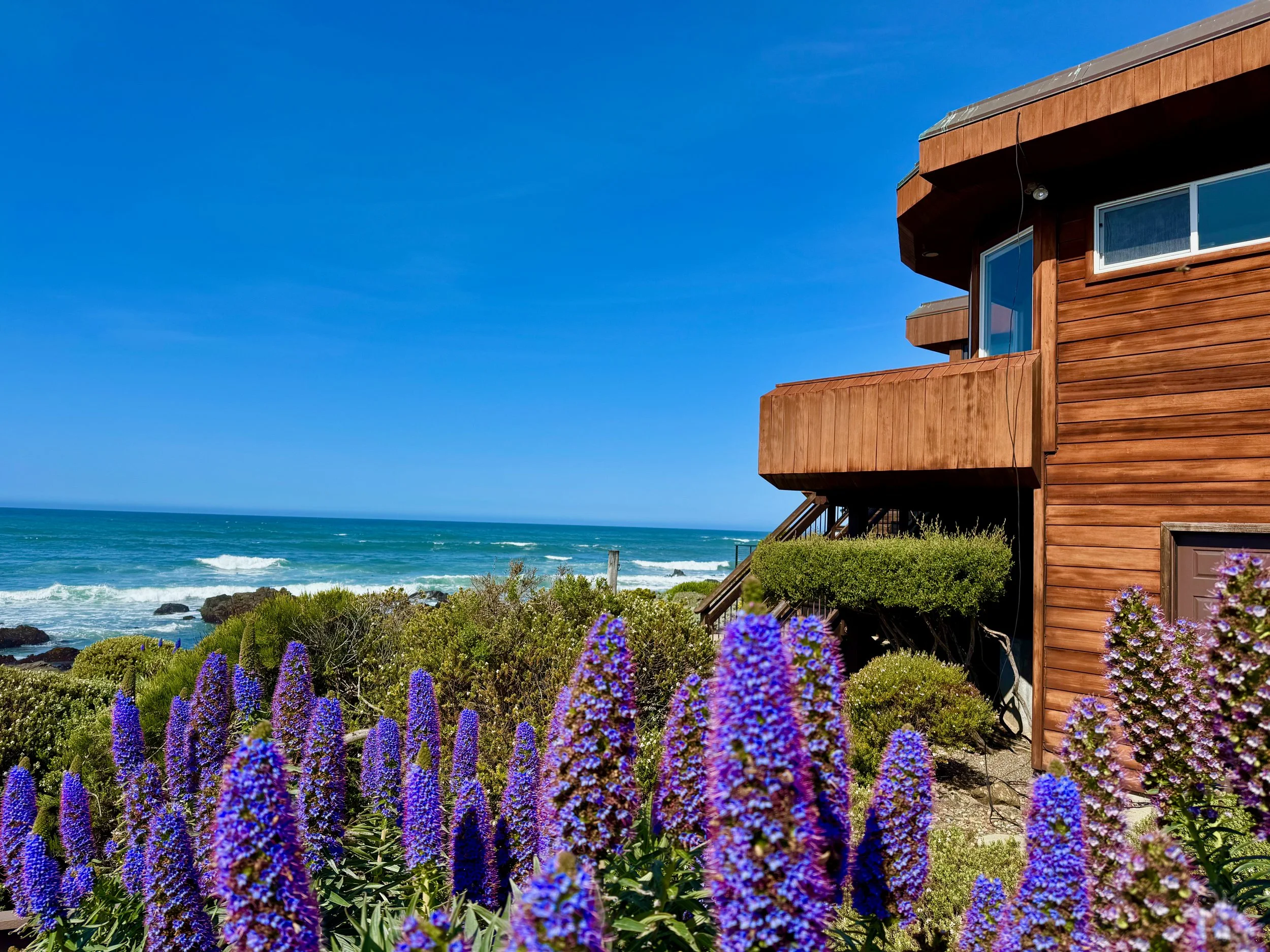 PRide of Madeira flowers and Oceanfront Cambri.jpeg