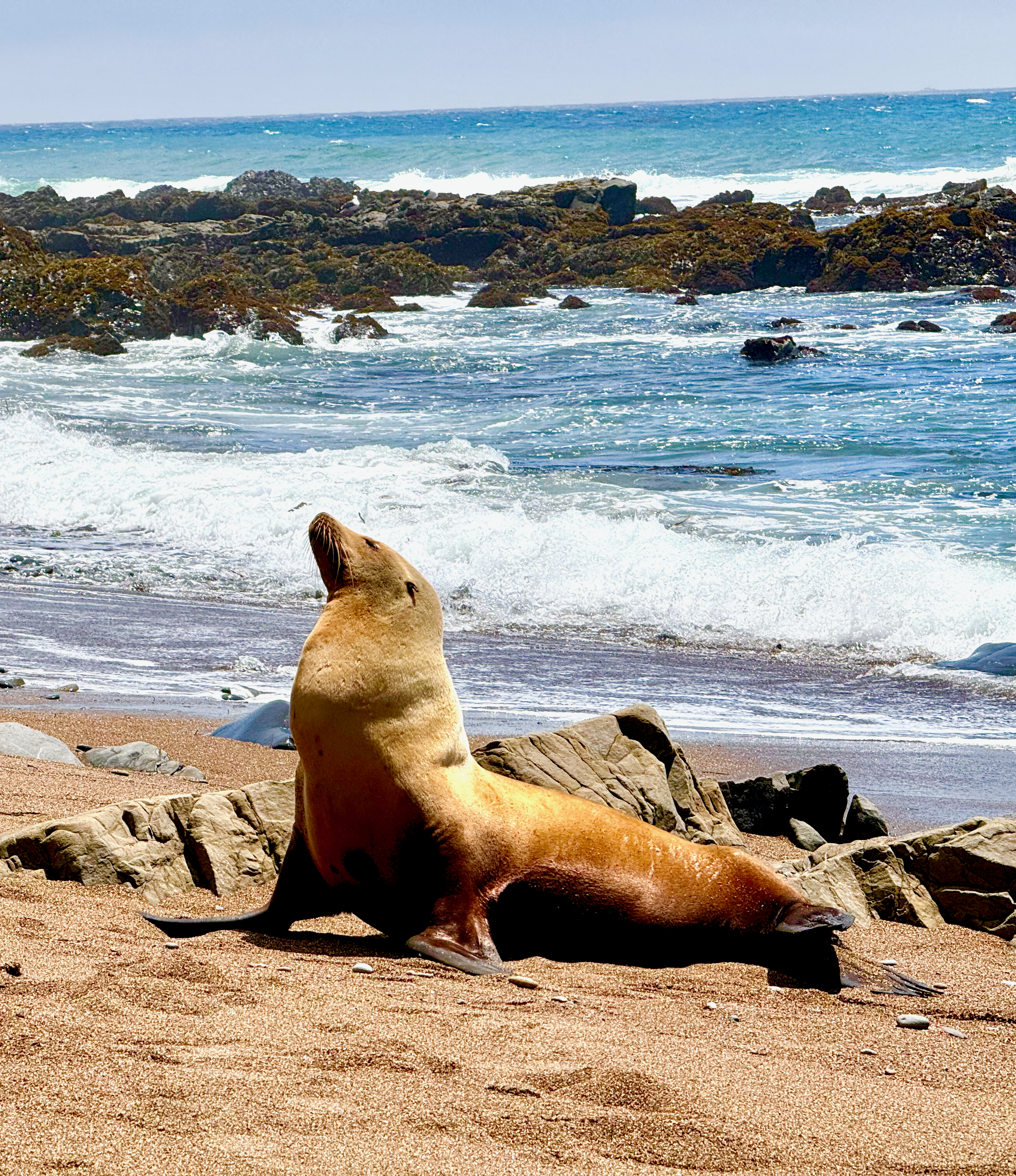 A California sea lion right on your beach (Harvey Beach).  The much larger Elephant Seals reside 10 miles north of the house at their rookery, a must-see