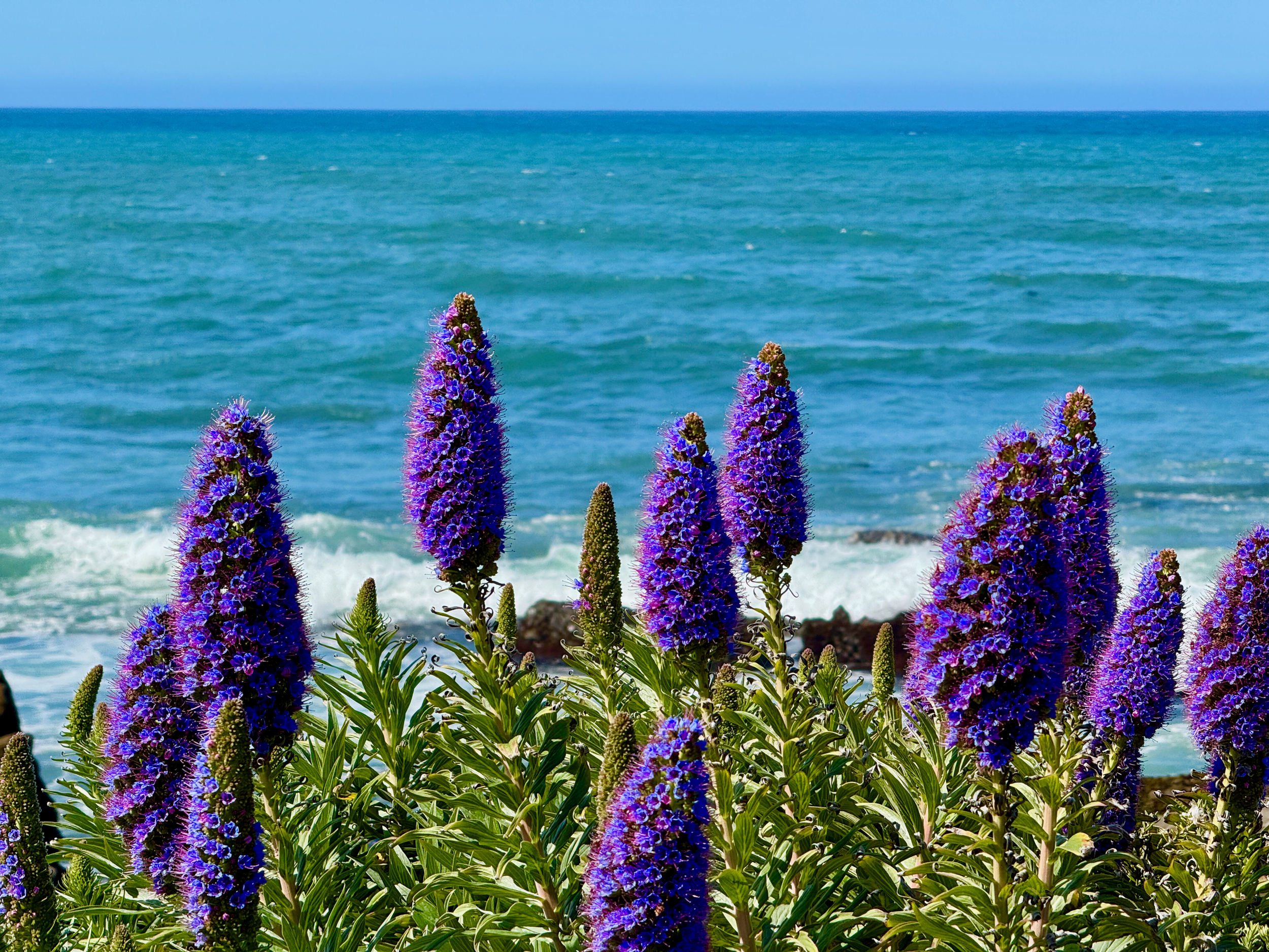 Pride of Madeira flowers at Oceanfront Cambria