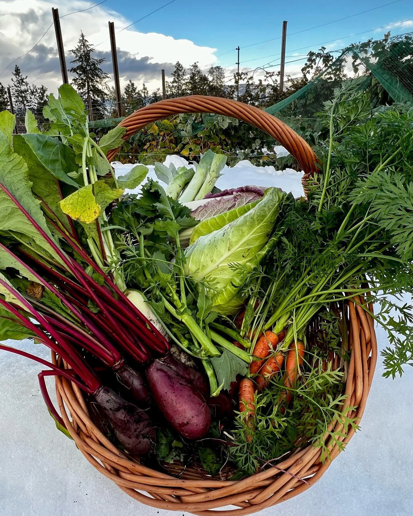 Even with all of the snowfall we are still harvesting lots of amazing food out of the gardens! It is amazing what some hoops and a little row cover can do. 

#growyourownfood #kitchengarden #winterharvest #okanagan #kelowna #harvest #growyourownveg #