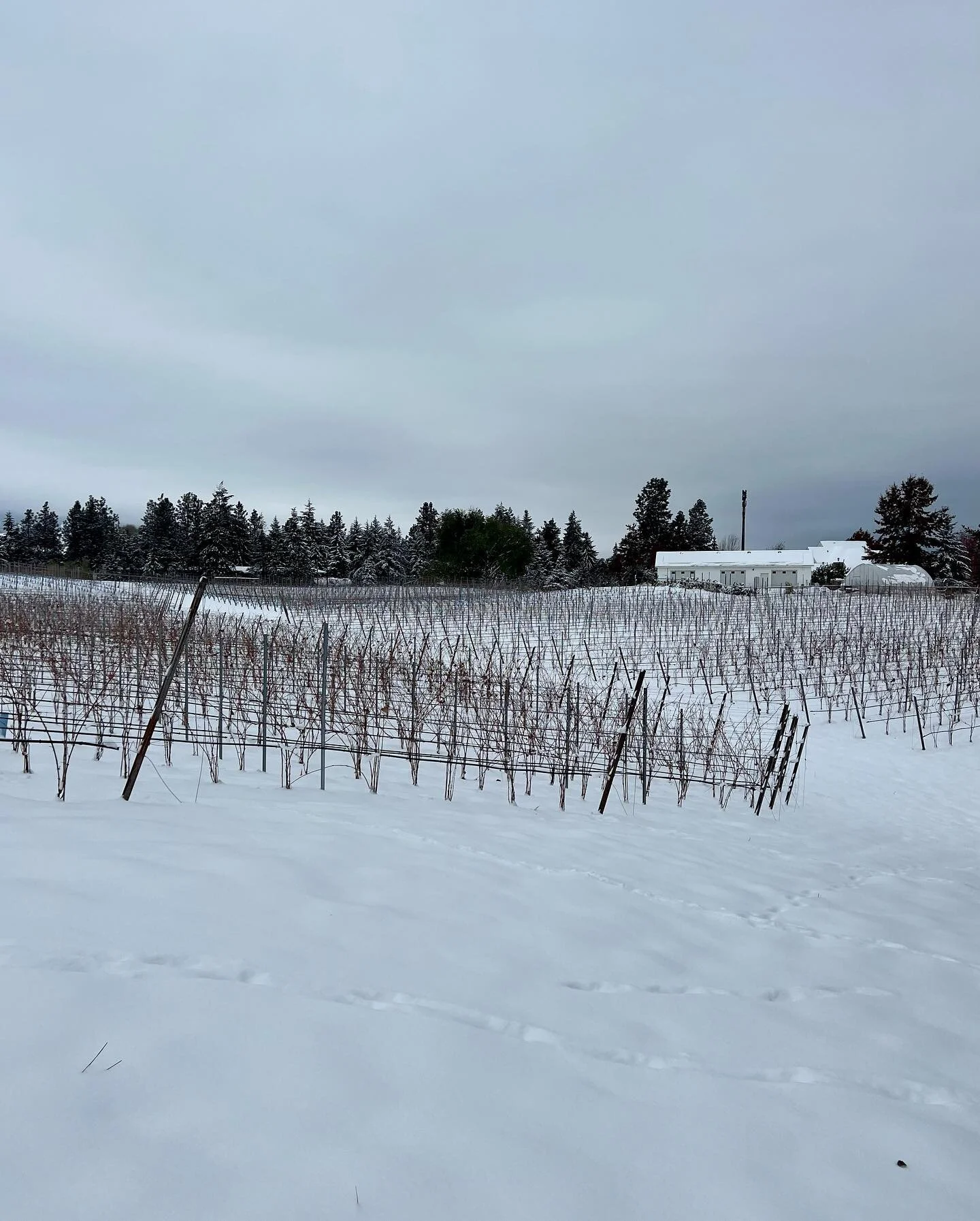 It is looking very winter wonderland in the vineyard these days! The new snow gives us an opportunity to understand some of the wildlife activity in the vineyard from quail to coyotes.  A good reminder of the ecosystem which of which we we are a part