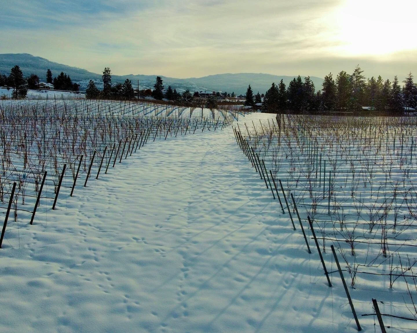 Now that the winter solstice has past, the countdown to warmer and longer days is on! For now we enjoy the beauty of the long shadows of winter in the vineyard.

#vineyard #wintersolstice #snow #vineyardviews #okanagan #winterwonderland #kelowna #bcw