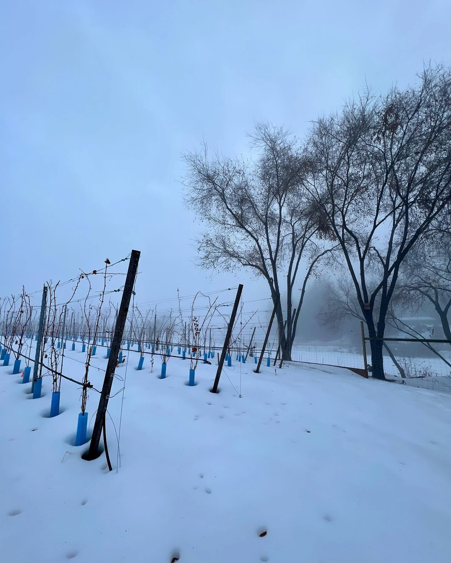 Some moments from a very foggy week in the Okanagan Valley. 

#okanagan #kelowna #vineyard #fog #midwinter #okanaganvalley #bcwine