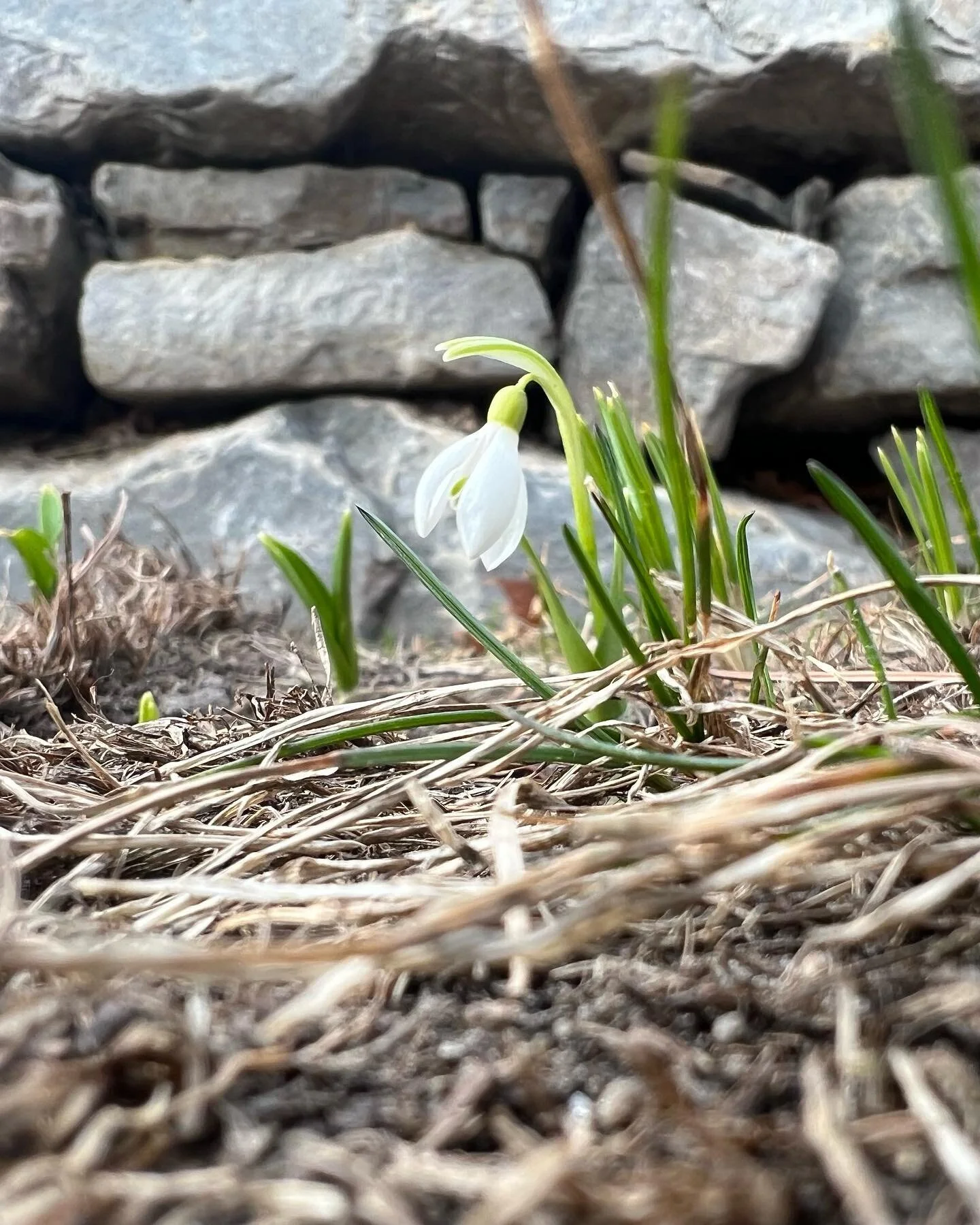 Spring has finally arrived! We are definitely entering the busy season around here but there is always time to stop and notice the first small signs of spring! 

#spring #growyourownfood #snowdrop #springishere #kelowna #okanagan #vineyard