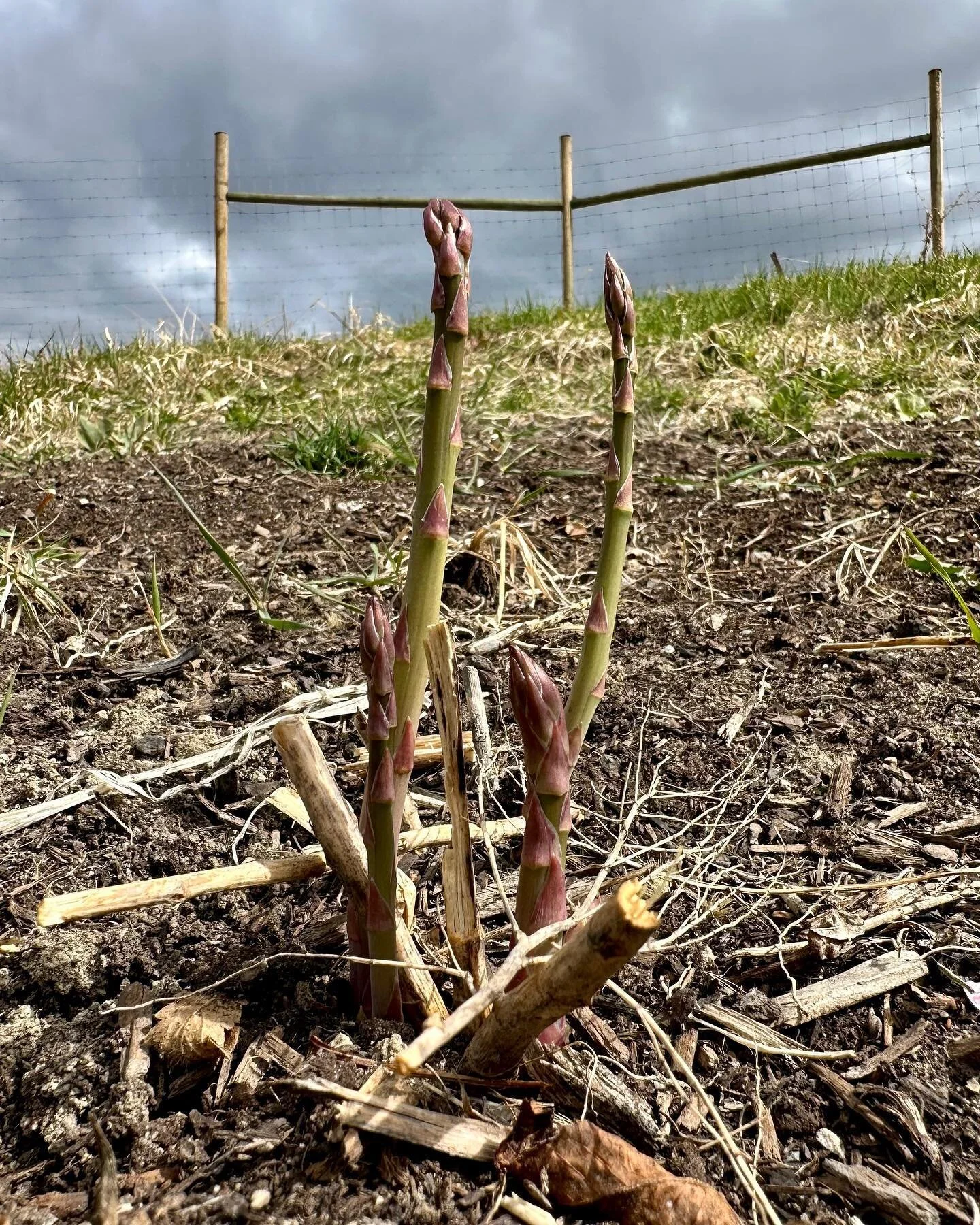 Everyday there are more signs that spring is actually here! 

#spring #asparagus #okanagan #growyourownfood #garlic #daffodil #kitchengarden #kelowna #growyourownveg #pollinators🐝