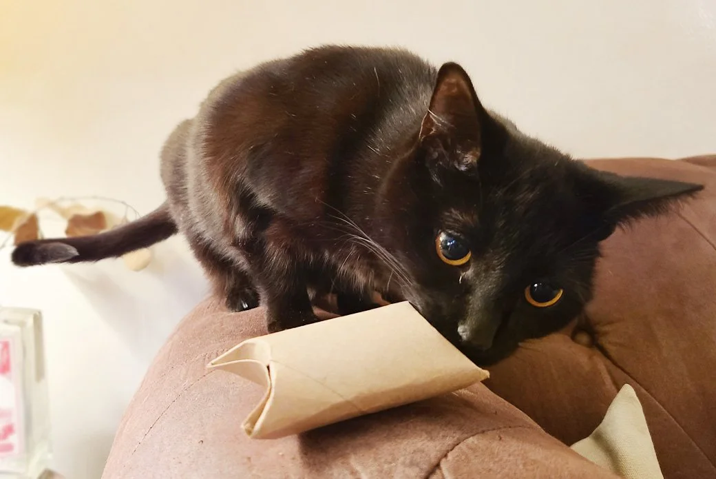 cat_diy_enrichment_toilet-paper-roll-toys.jpeg