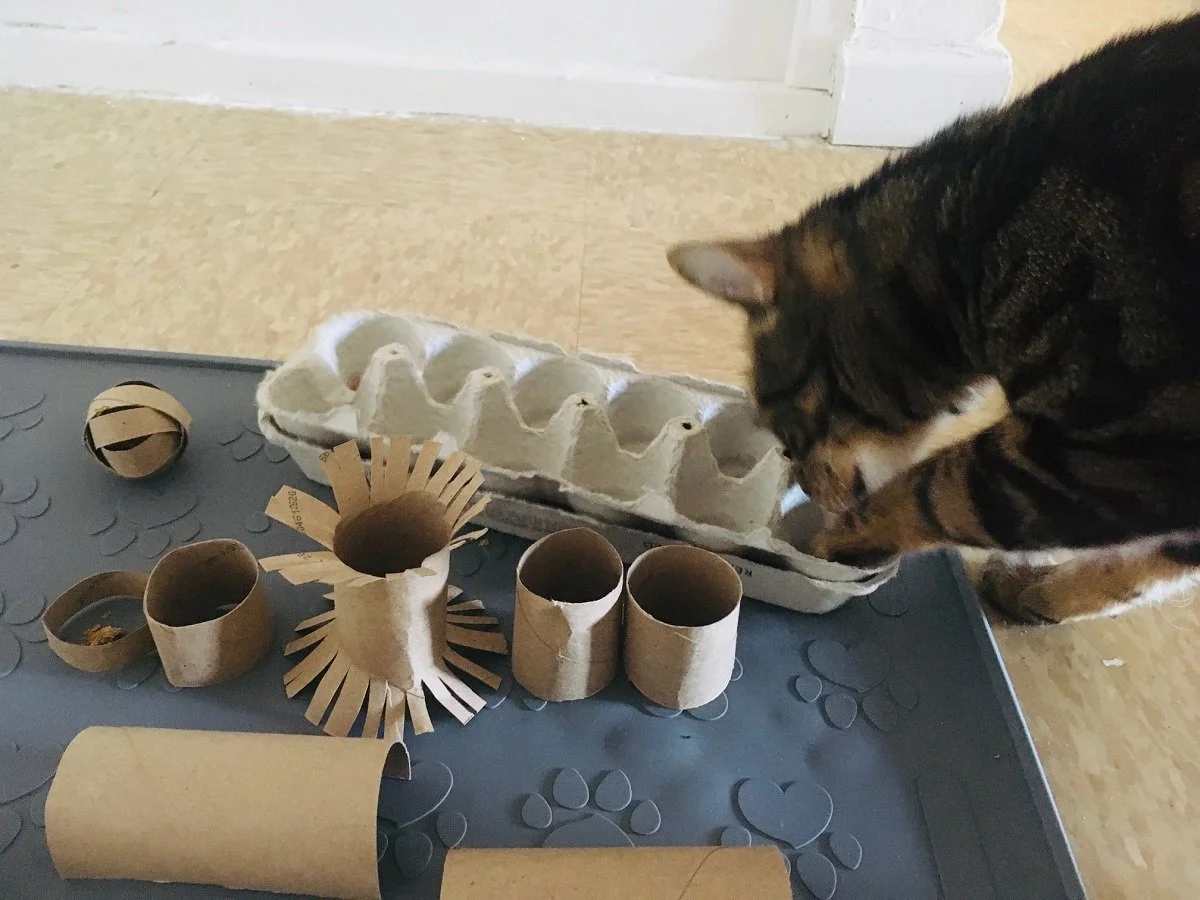 how-to-treat-a-cat-diy-food-puzzle-toilet-paper-rolls-caticles.jpeg