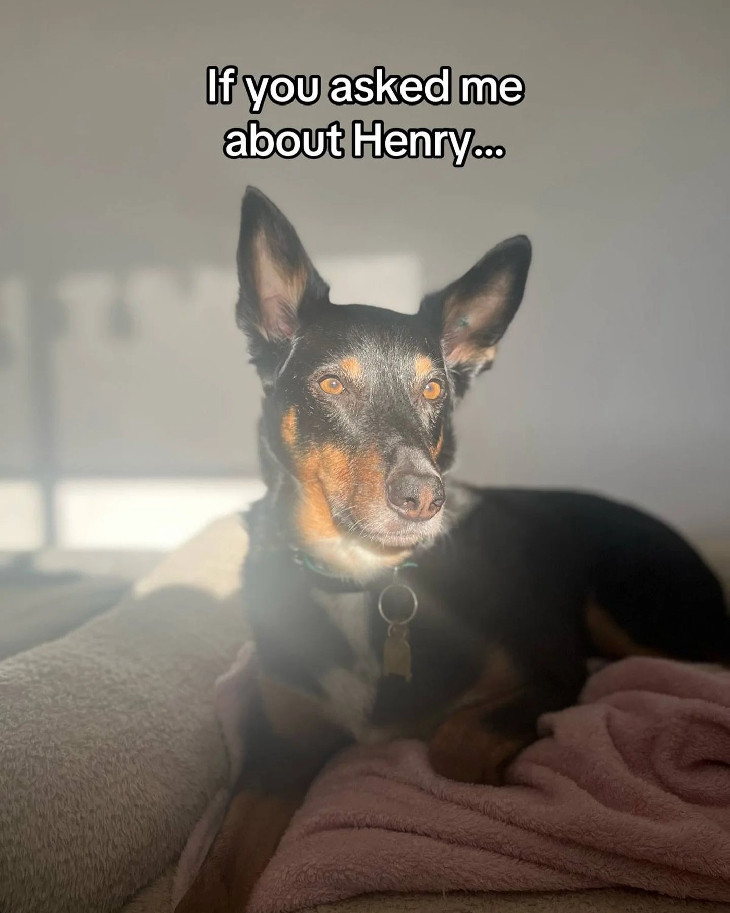 If you asked me about Henny Benny boy, I&rsquo;d tell you about how the first Trainer I saw told me to pinch him when he misbehaves because nipping is how dog&rsquo;s tell one another off. 

I&rsquo;d tell you about hot the next Trainer told me not t