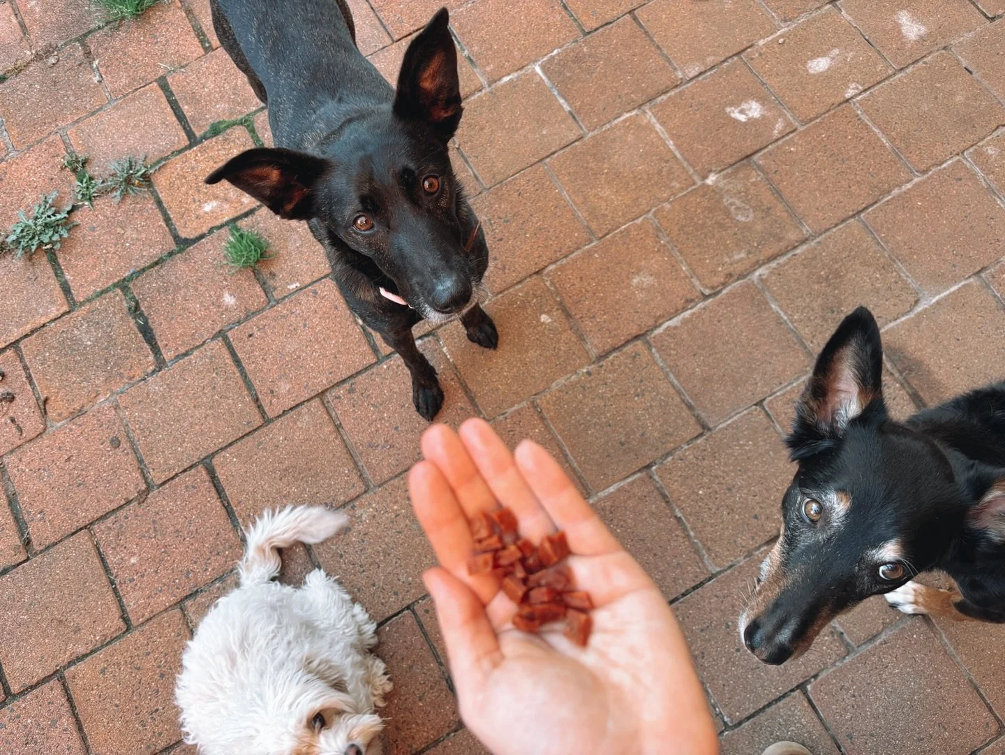 Let&rsquo;s talk treats! 

Why do we use them? Because dogs like them! By providing something favourable after an animal performs desirable behaviour, it reinforces that behaviour. Actions that are reinforced are more likely to be displayed again. Wh