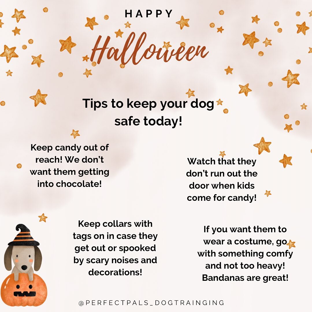 🎃 Happy Halloween!

🐶 Have fun and let&rsquo;s keep our pups safe!!

👻 What are your Halloween plans?!