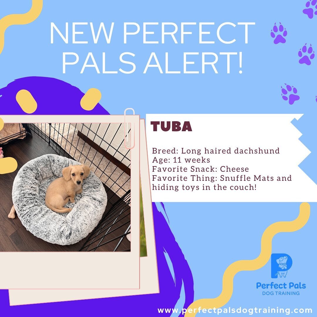 🚨 New Perfect Pals!🚨

💙Meet Tuba! This may be the smaller little guy ever! He&rsquo;s just a pup and already learning SO smart! We&rsquo;ll be doing lots of puppy training and we&rsquo;ll be helping him feel more comfortable being by himself when 