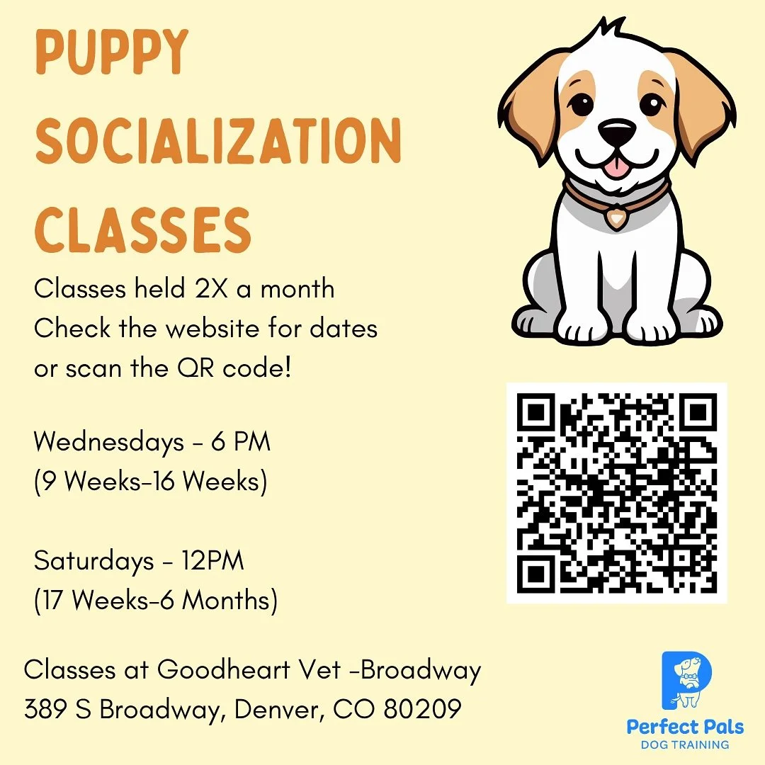 🐶 Puppy socialization classes are back! We&rsquo;ll be hosting them 2x/month @goodheartvet at the Broadway location! 

This is a great opportunity for your pups to learn and play with other friends in a structured and safe play session! We&rsquo;ll 