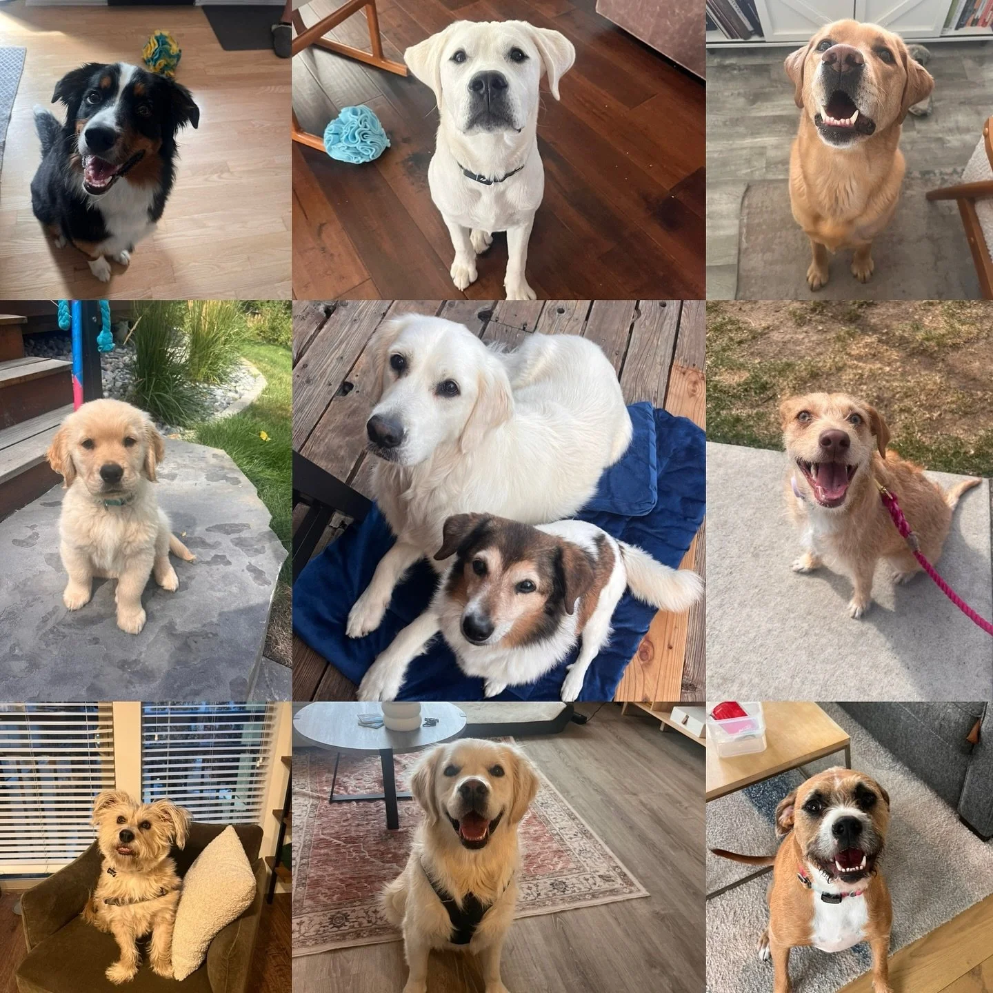 🐶 Happy National Dog Day to all the dogs out there and all the ones I&rsquo;m lucky to work with! 

👏🏻 And thank you to the humans for welcoming me into their homes so I can train their pups!