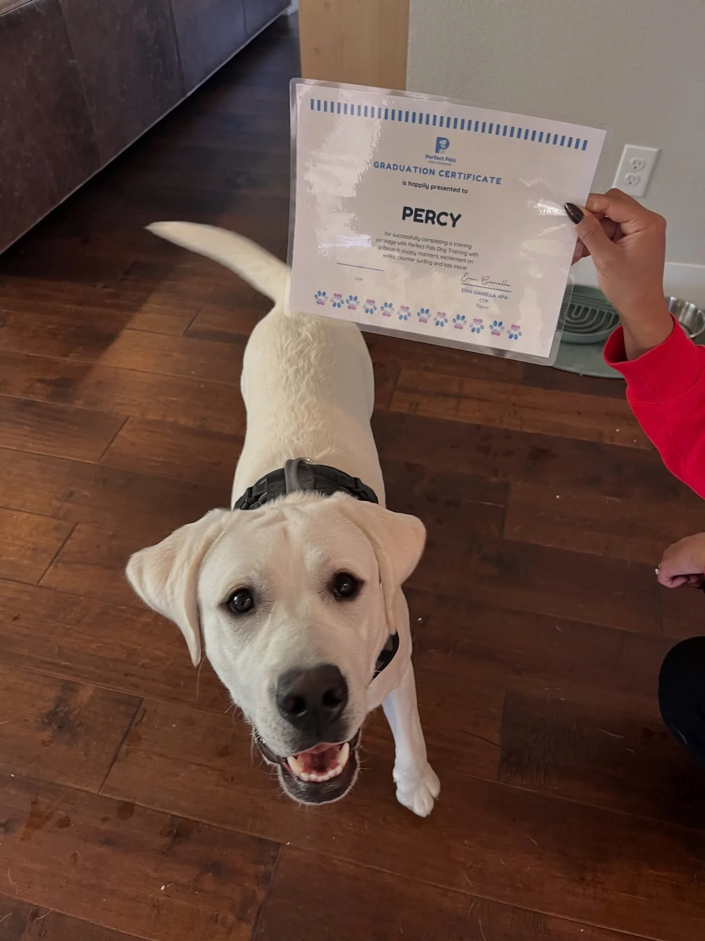 🥳Congrats to our recent grads! All so sweet and smart!! 

💙Percy-This excitable guy learned hot to be a puppy and harness all the crazy lab puppy energy! Stay tuned, more training coming for Percy soon!

💙Beau-This guy has come SO far!!! He used t