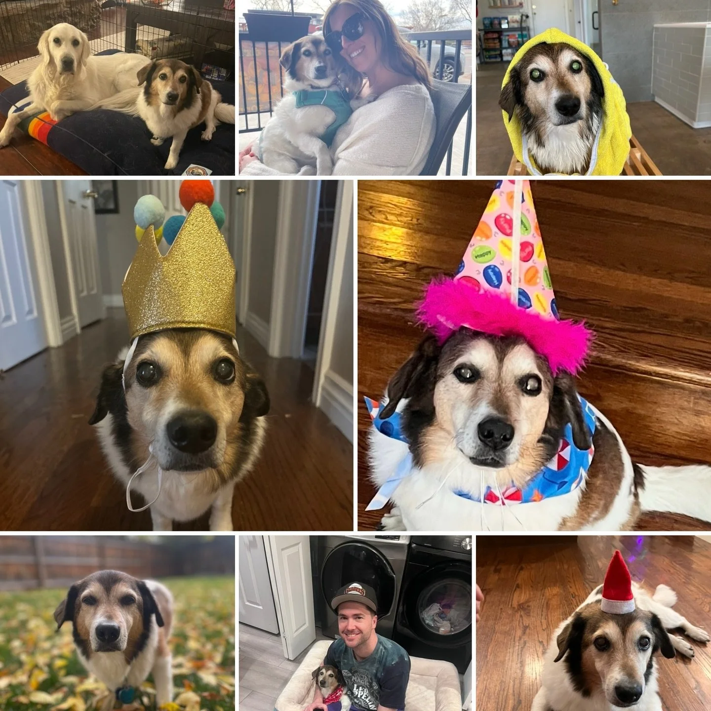 🥳Happy 14th Birthday to my favorite little guy!!!! 

🥹This guy has had a tough year with lots of health issues. He&rsquo;s such a strong, brave boy. But we&rsquo;re so happy and lucky to have another year with him! 

🕺🏽Happy Birthday Buddy!!! You
