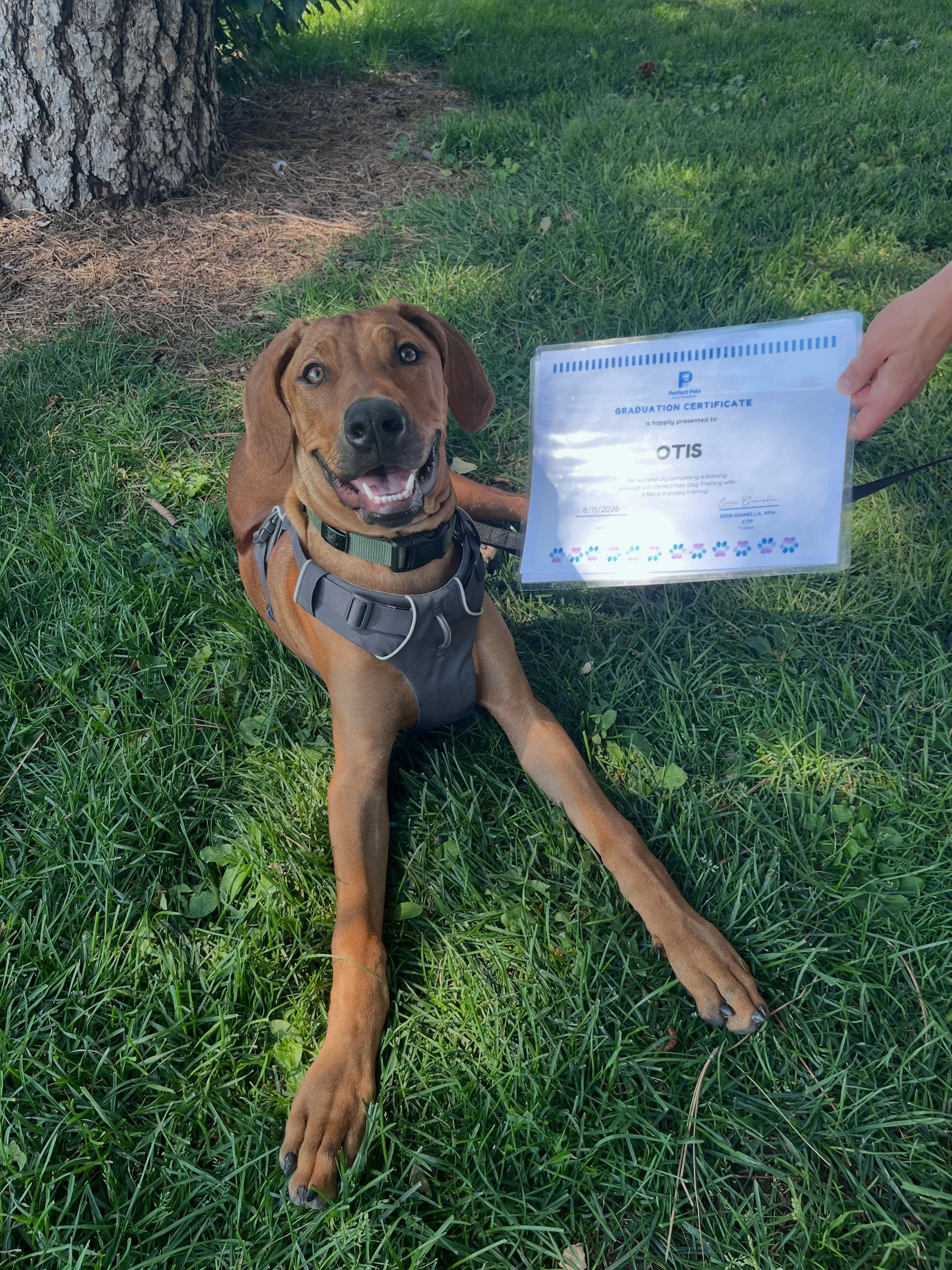 🥳Graduation day for Otis!! Look at that smile! Otis crushed it at his puppy training and is just 6 months old! Lots left to learn but he&rsquo;s come so far!! Good boy buddy! 

👏🏻 Everyone congratulate Otis!! We&rsquo;re V proud of you!!!
