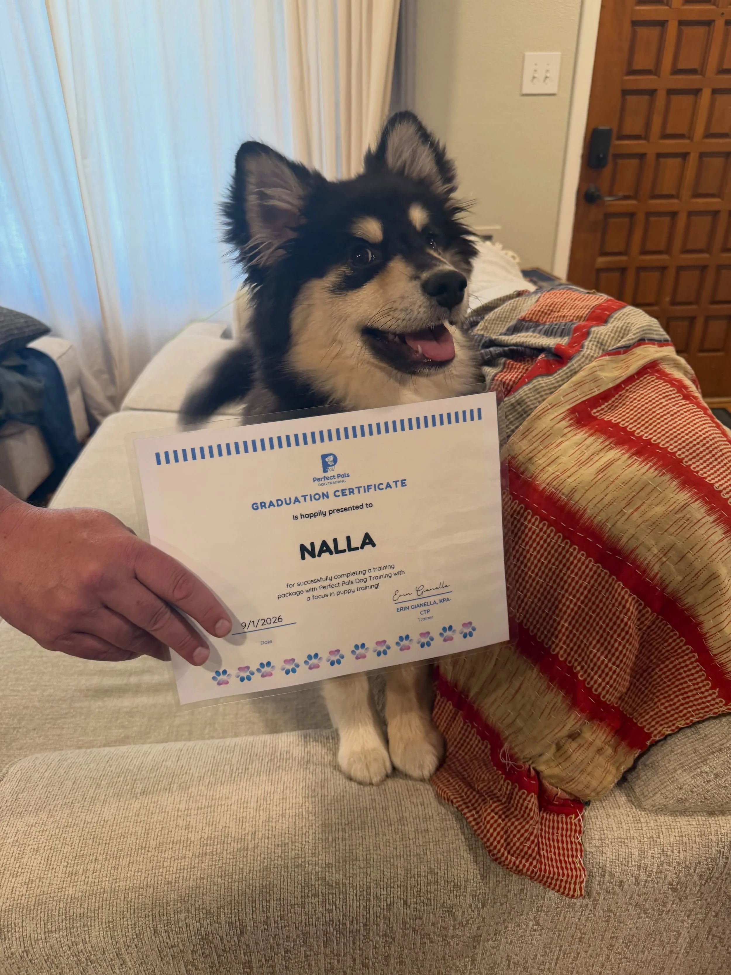 🥳This little cutie graduated last week! Yay Nalla!! 

💙I&rsquo;m so proud of Nalla and her parents for working so hard, being so engaged and having so much fun with the training! I started training with Nalla and her family when she was just 9 week