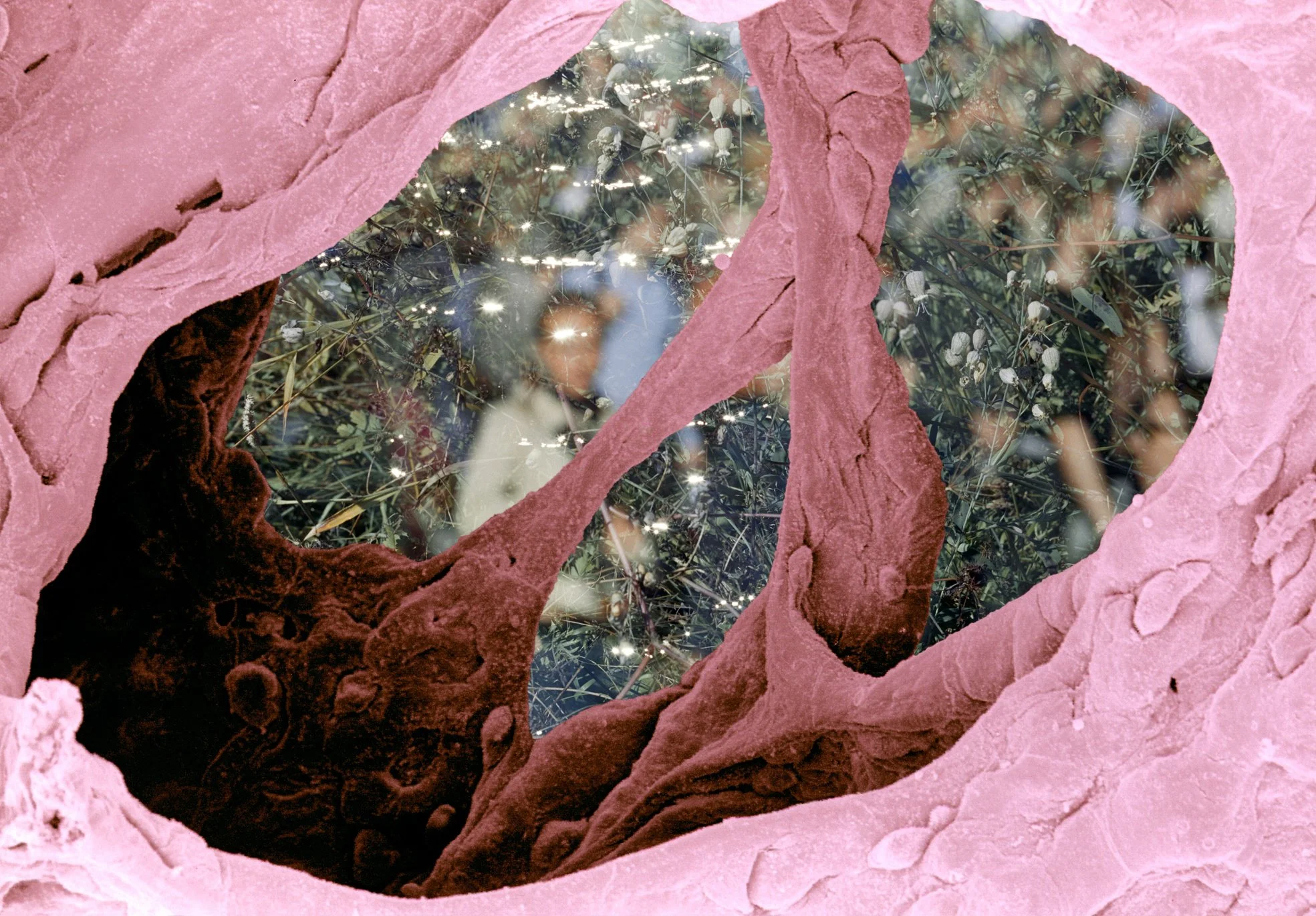 Alveolus