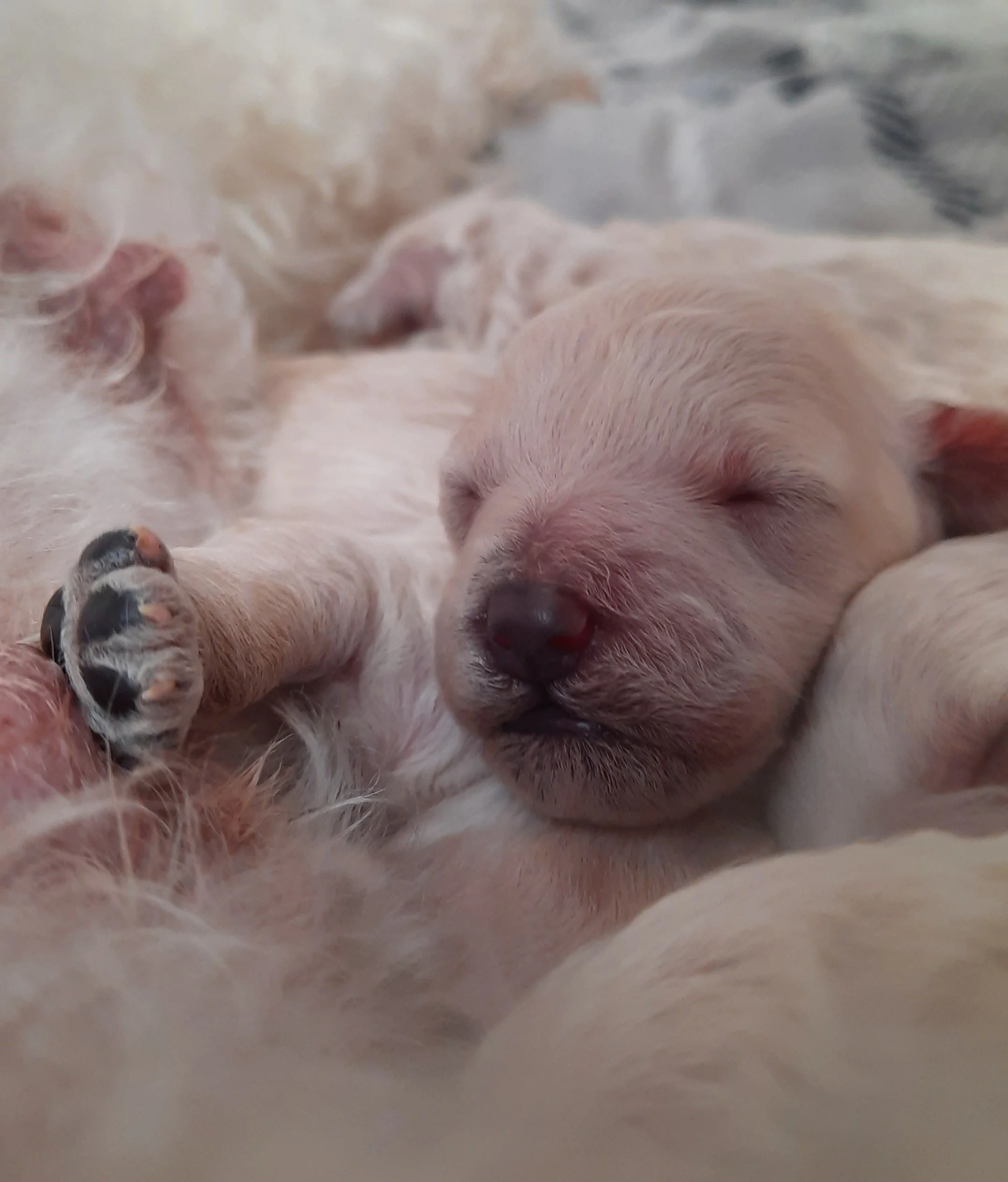 E-kull born 4. 03. 2026