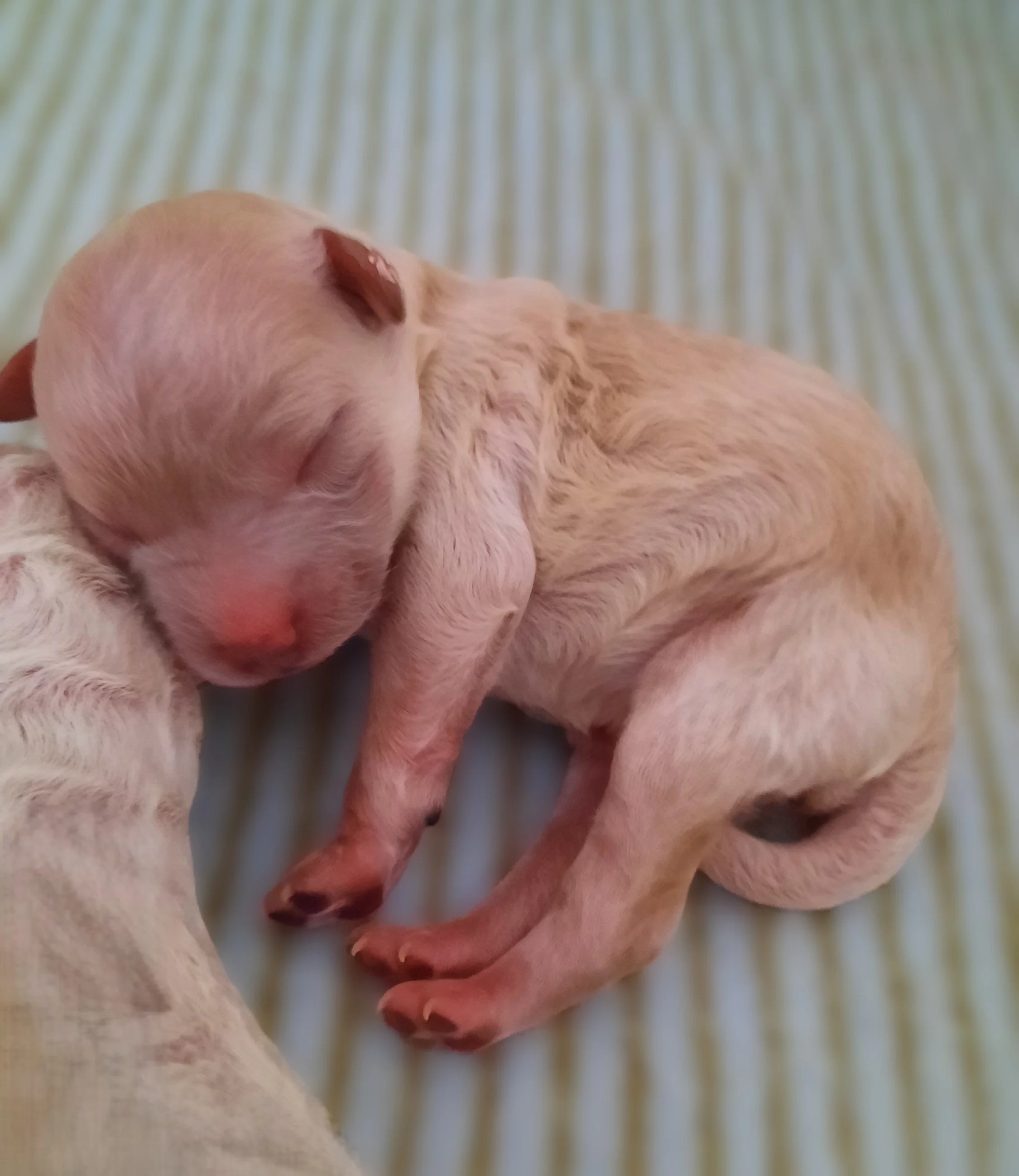 Vatnehaugens E-kull f. 4. mars 2026, valper ledig