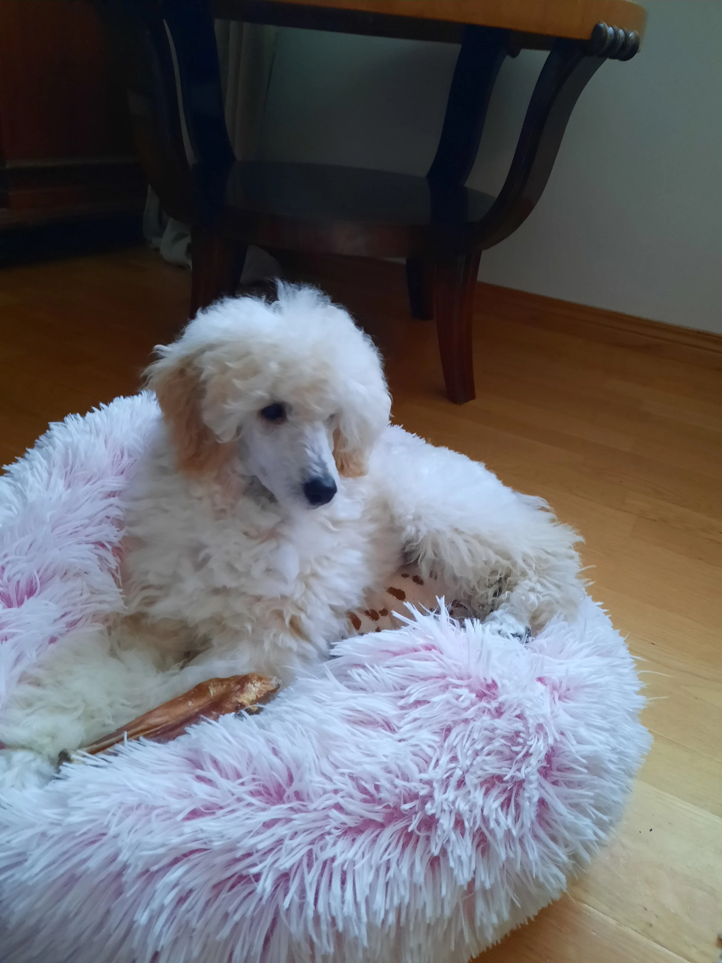 Puppy plans 2027, Lykke