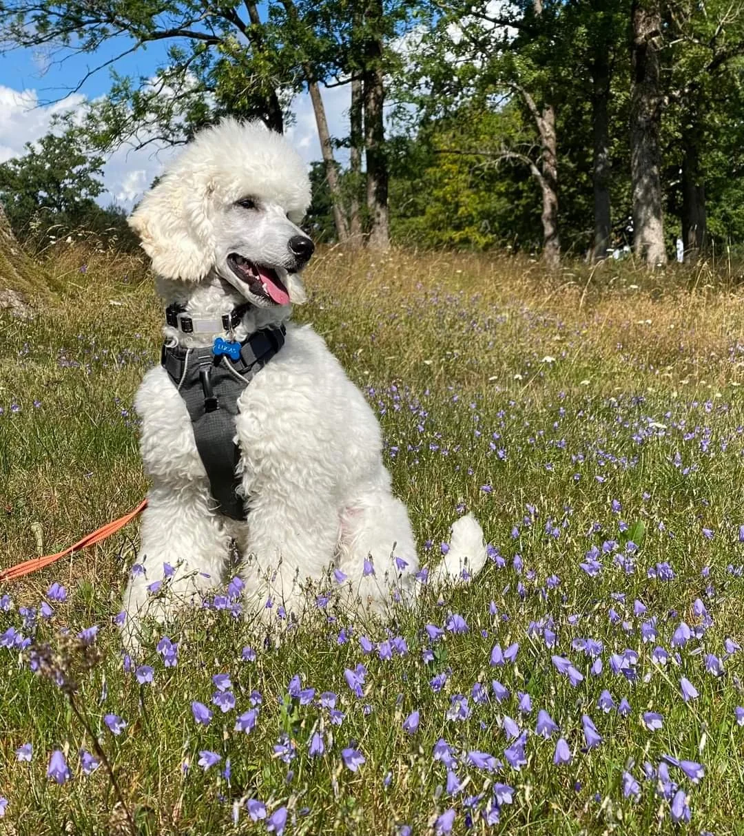 Vatnehaugens Gløgg, Lucas