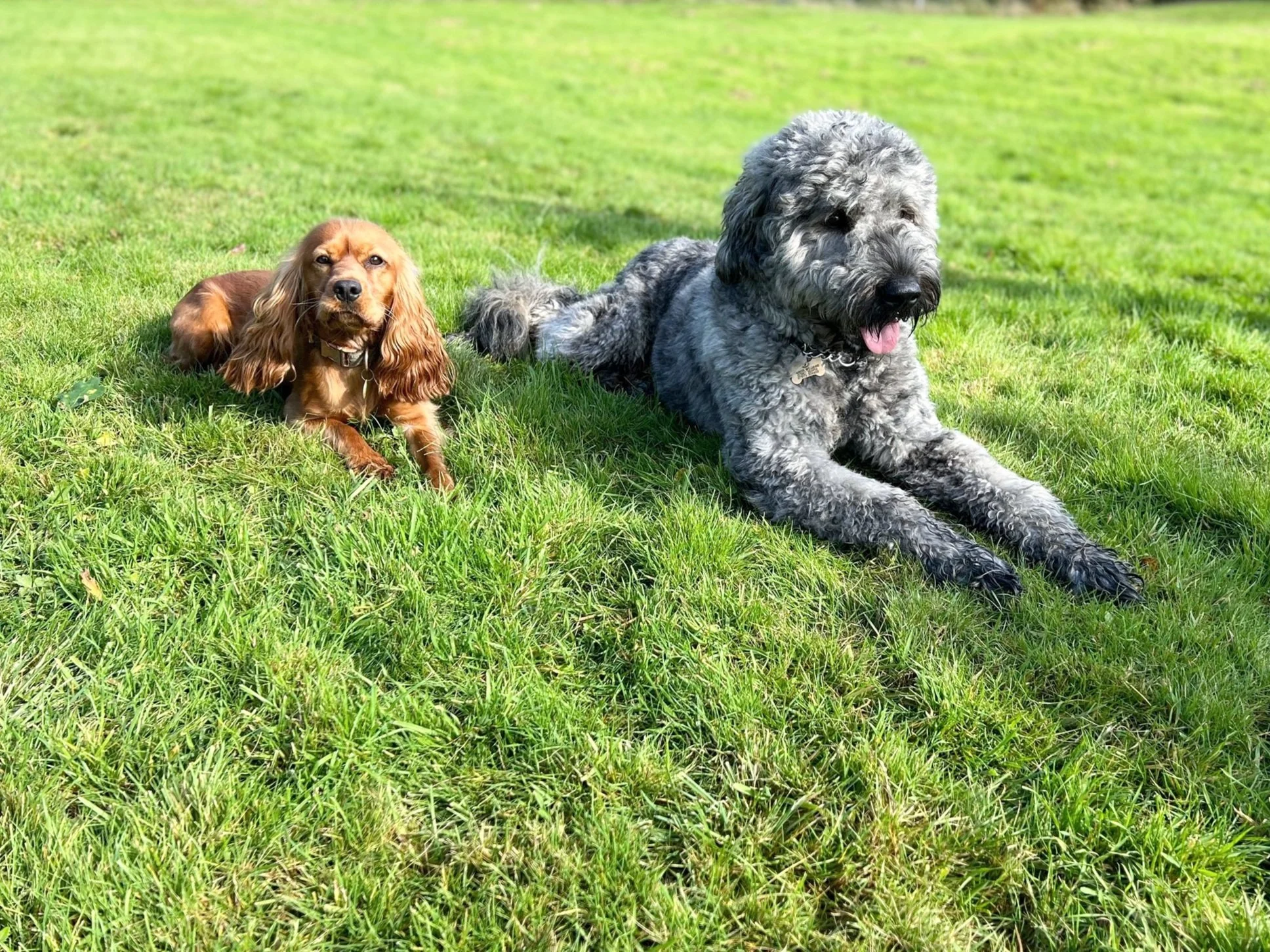 Residential Dog Training — Bulled & Son Dog Training