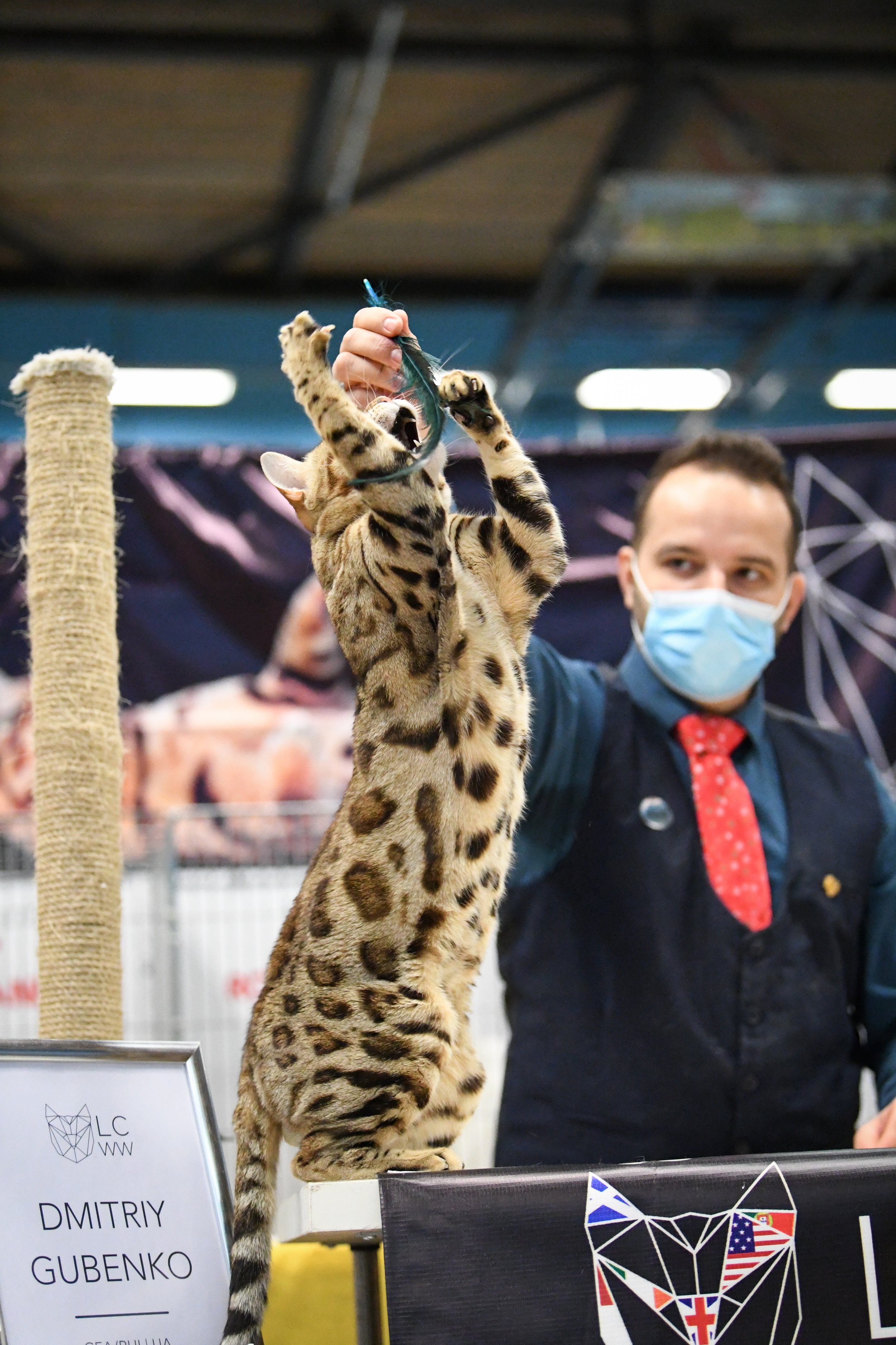 Los Angeles Cat Extravaganza and Adoption Event at the Fairplex, 04