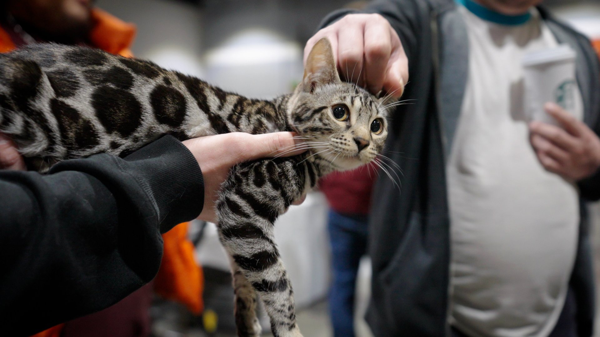 Adoptable Cats and Kittens, Los Angeles, Adopt a Pet