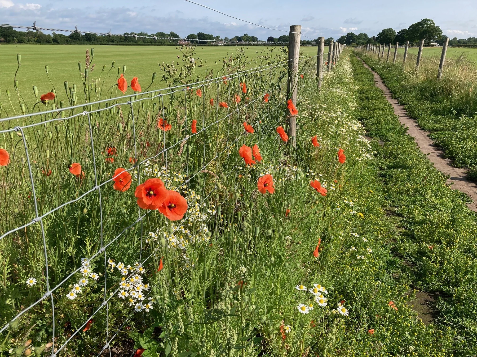 Dromedary Lodge to Bidlea Dairy - Ken Morris