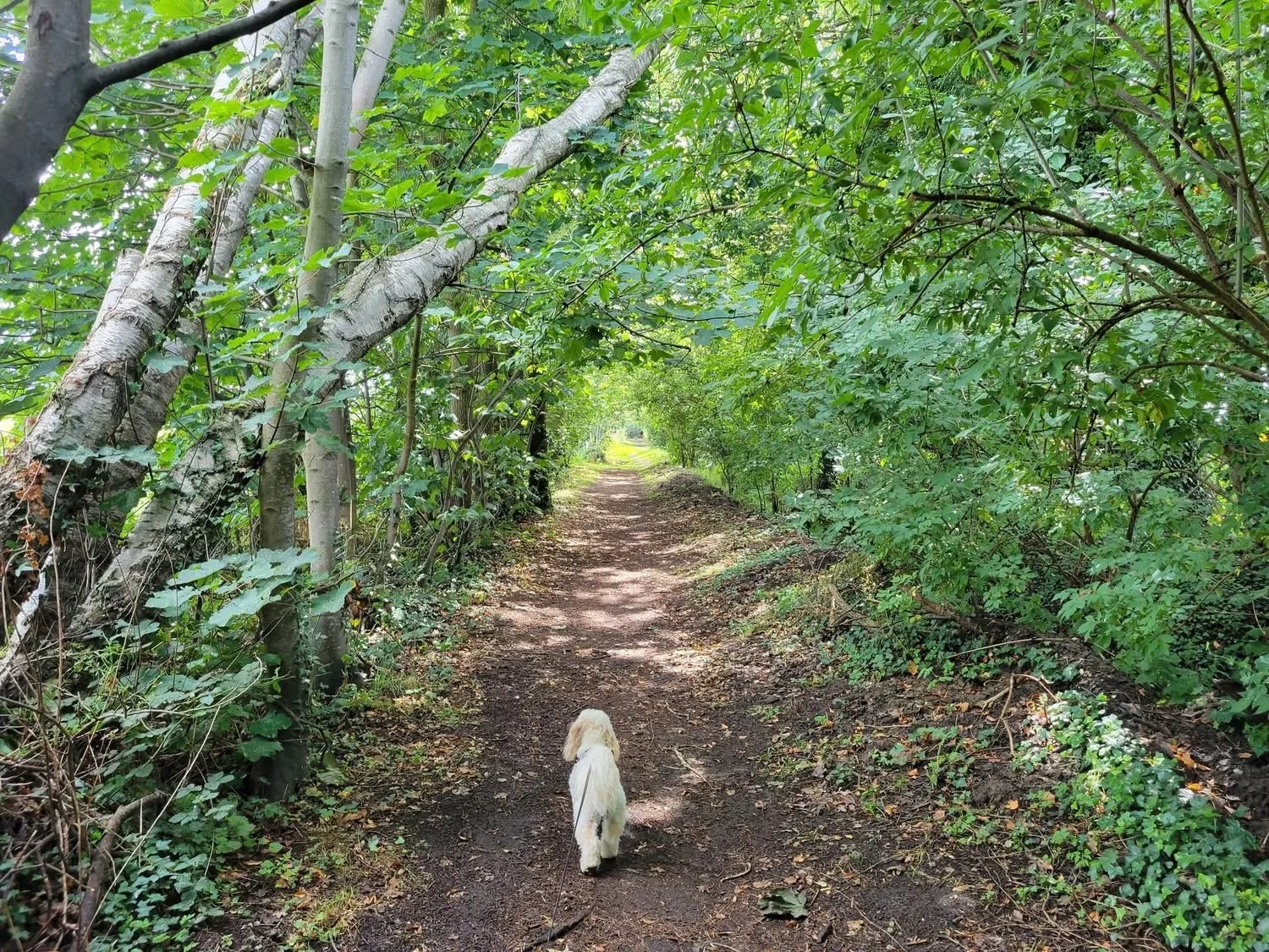 Sibelco Permissive Path 2025