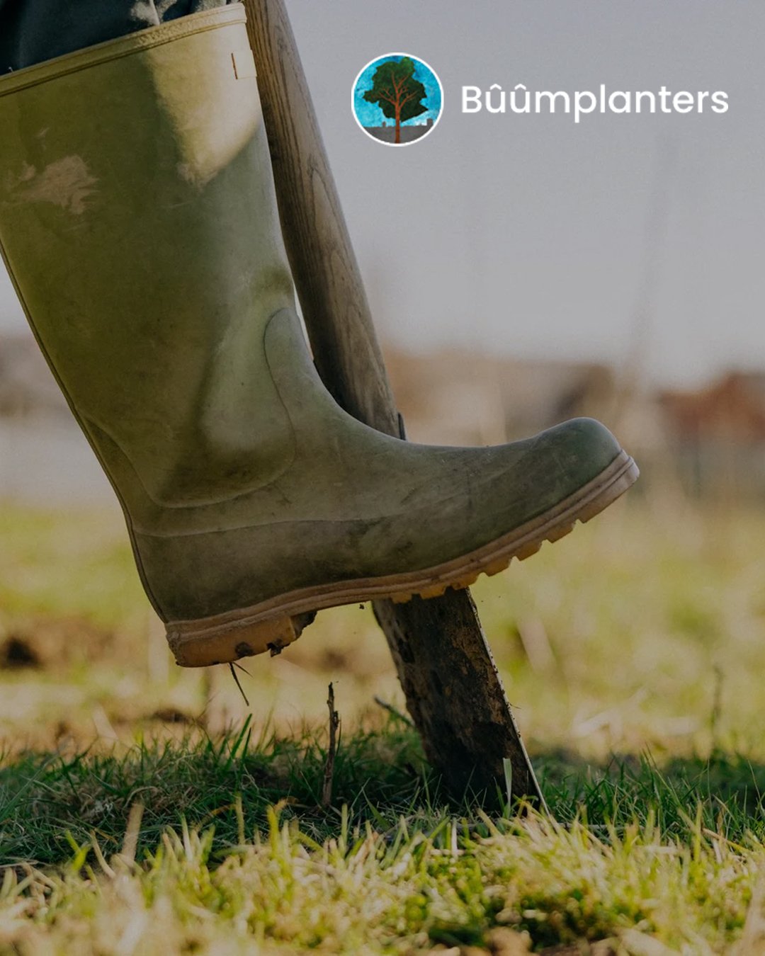 Bûûmplanters