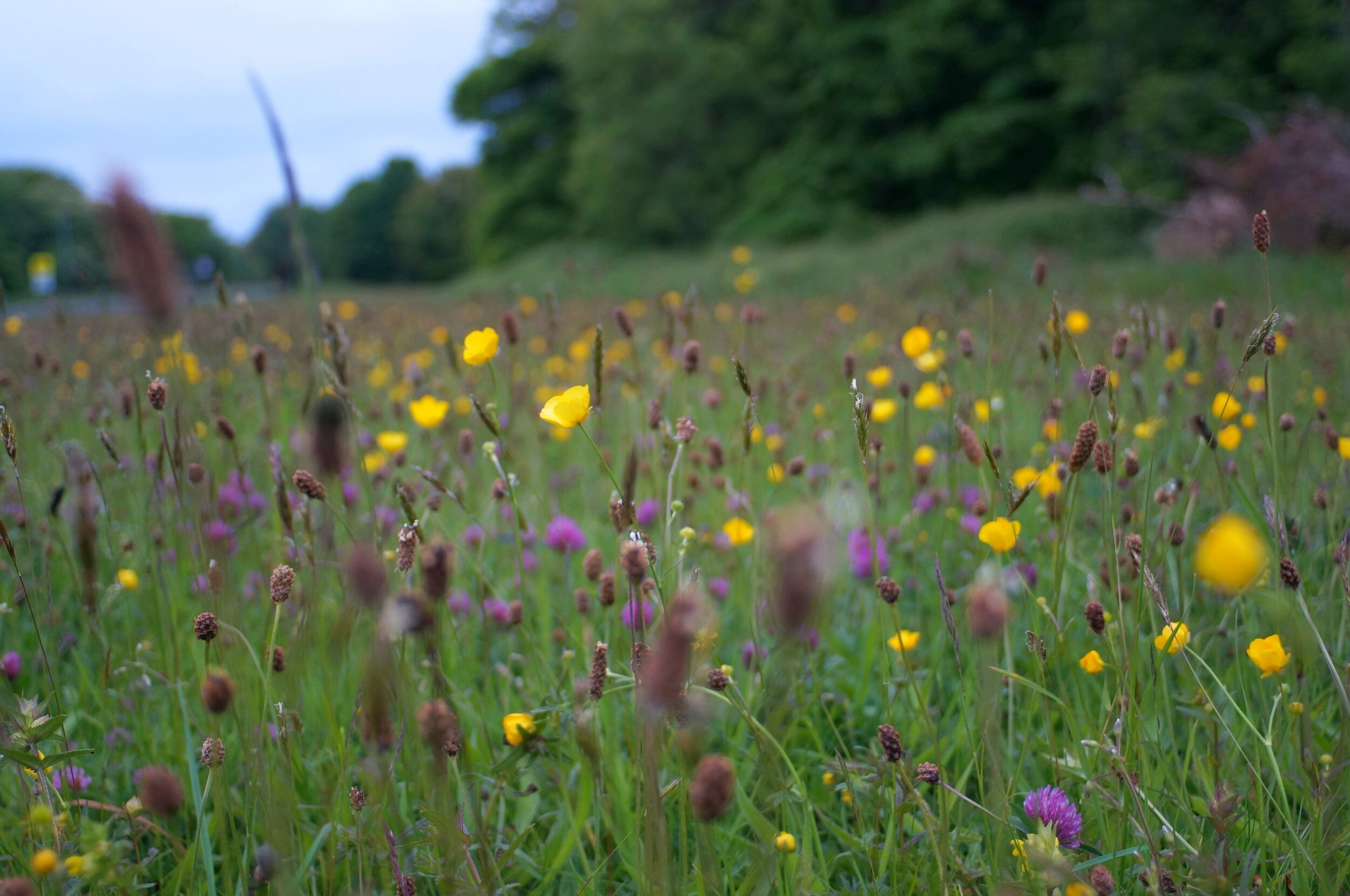   Conservation and Research Fund   Wissenschaft und Naturschutz - Hand in Hand   Erfahren Sie mehr  