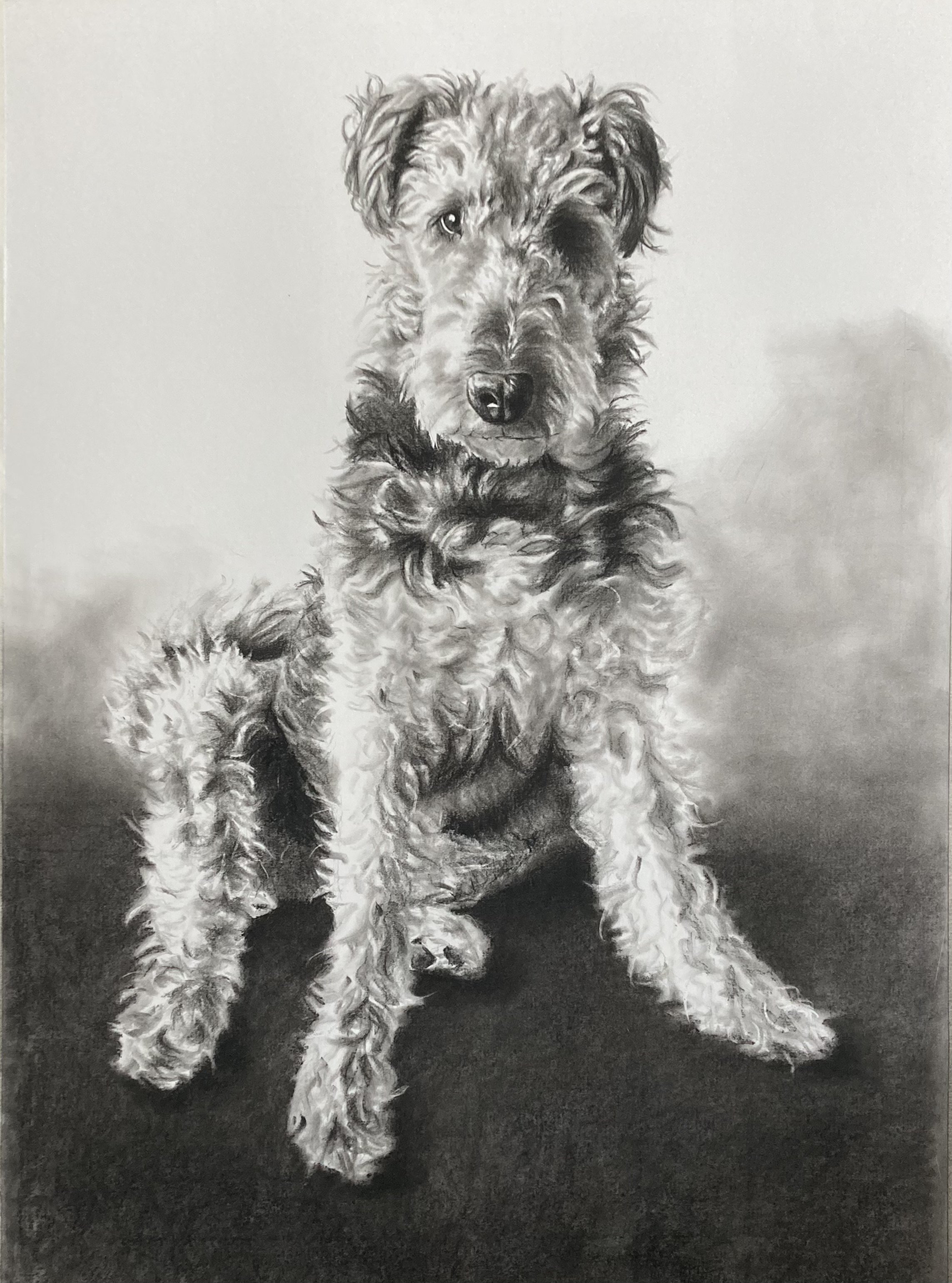 'Willow'
Large 80 x 100cm charcoal drawing